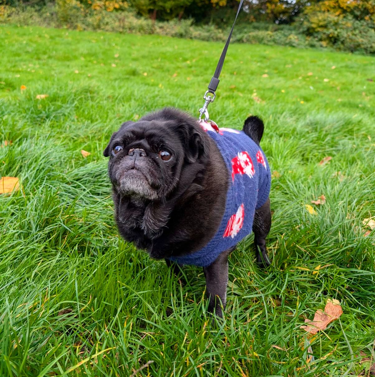A lovely first walk back with sassy Mabel 💗 She loves flopping onto her back and rolling around in the leaves 😆✨