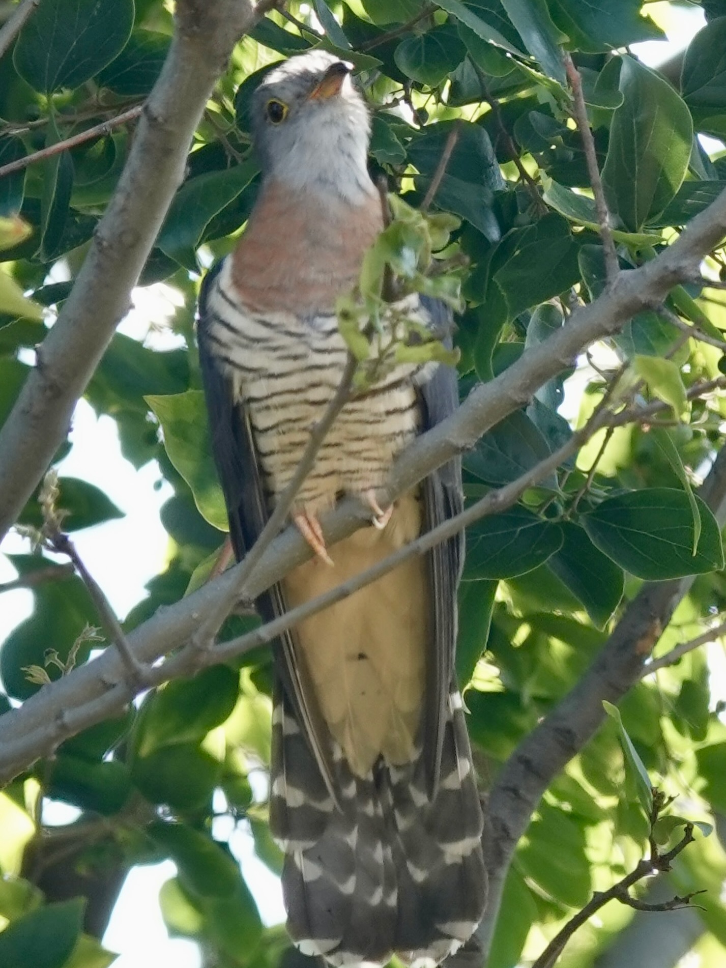 Red chested cuckoos are shy but if you follow the distinctive calling you might get to see them like this! And this is right by home.