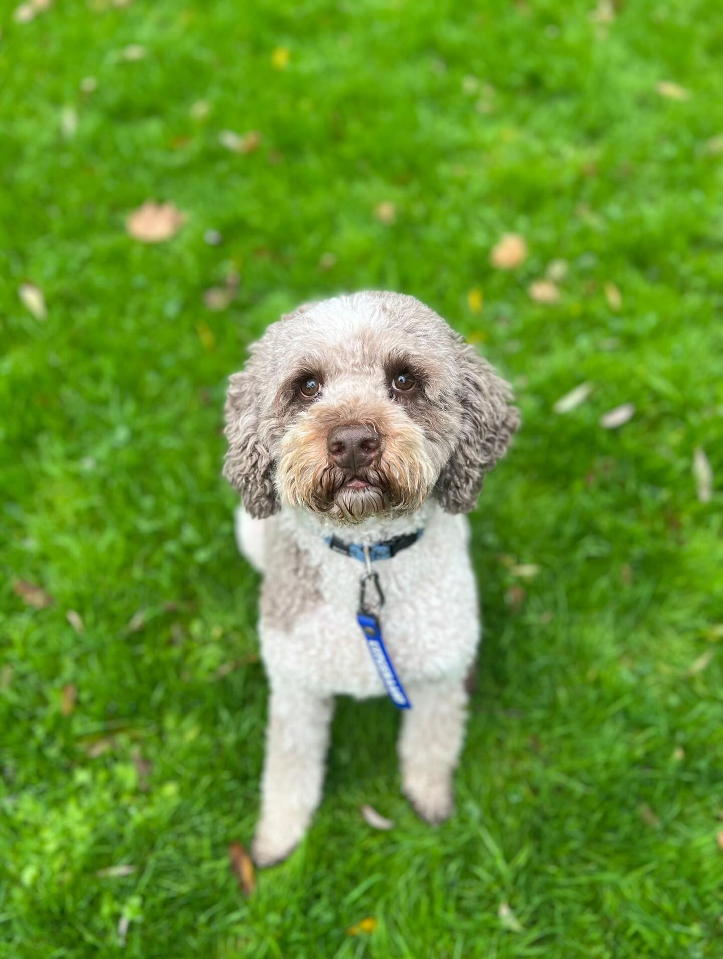 Luna ๐ Diesel ๐พ Sjaakie ๐งธ Bo ๐ Bobbie ๐ Nova โญ๏ธ
#uitgeraasd #hondenuitlaatservice #dogwalker #dogwalkernl #amsterdamsebos #hond #honden #dog #dogs