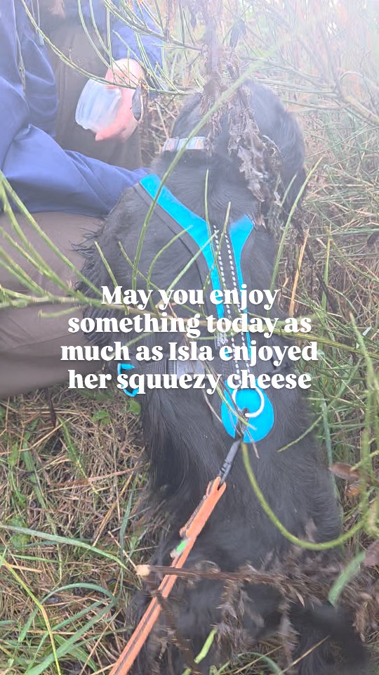 Do you think she enjoyed it....
#mantrailing #scentsports #trailing #petdog #dogsport #dogs #cockerspaniel #spaniel #happydog #loveyourdog