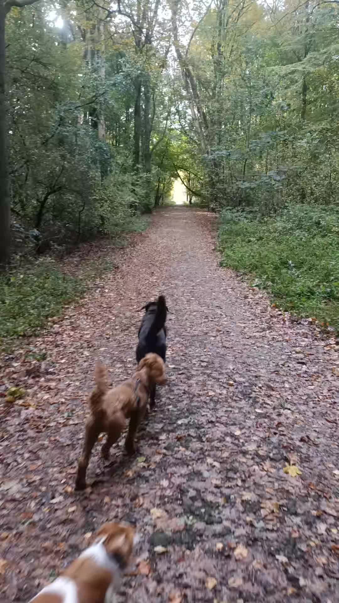 Wat een gezellig klein clubje uitrazers deze ochtend ๐
Met Willem, Pepper, Noortje, Ozzy en Hoots โค๏ธ๐พ