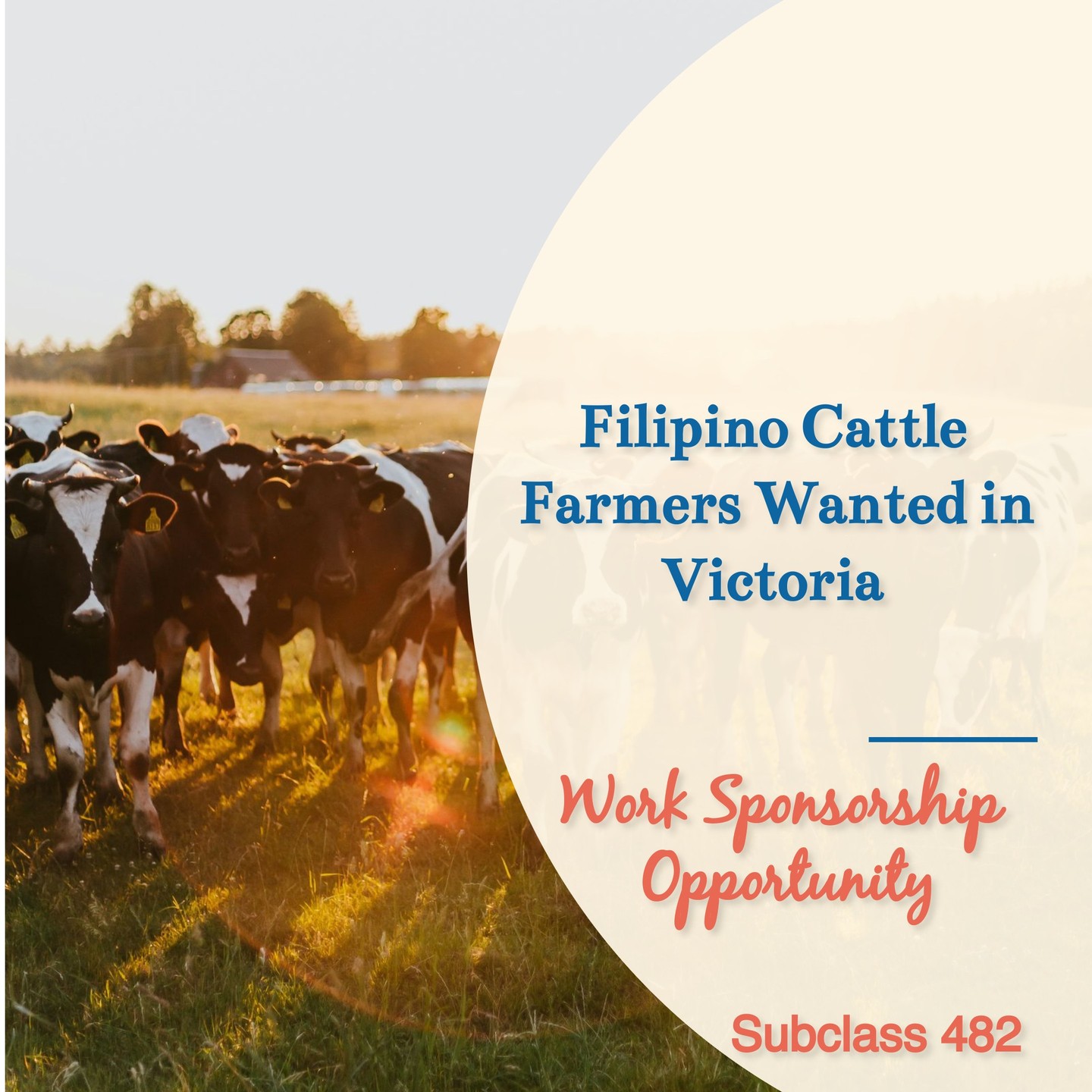 Hello Everyone! -- Work Sponsorship Opportunity (Subclass 482)
This is Ilgin, a Registered Migration Agent (MARN 2318123). I have a work sponsorship opportunity (Subclass 482) for two people.
A farmer (referred by another client of mine) told me he needs two workers in his team. This is a large dairy operation about 3.5 hours from Melbourne. The herd is 3,000+ milking cows, and dairy is the primary operation.
Pay will be at least $31/hour, about $78k per year. On-farm apartments are available for $150/week (very affordable).
The farmer's entire team is Filipino, and he wants to hire only Filipinos.
For a visa to be successful, you need 1 year of full-time experience in cattle/dairy/livestock in the last 5 years.
In addition, post-school study related to agriculture/animal husbandry (more experience can offset limited study).
Ideally, a farmer is looking for two fit males who understand cattle farm work.
This is real, guys. If you are interested, send me your resume via WhatsApp 0416049021 or email info@visa-australia.com.au
Thanks,
Ilgin Azazi - Registered Migration Agent
MARN 2318123
#subclass482#PinoyInAU#australiavisa#marn2318123 #ilginazaziazi