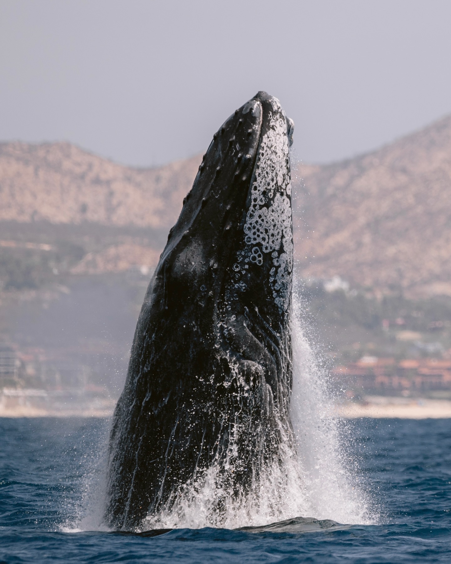 ¡Los saltos volverán a verse muy pronto en Cabo San Lucas! 😍
Si esta vez nos acompañas, te recordamos que en México se promueve que todas las especies de cetáceos estén protegidas dentro de la norma oficial, garantizando que la observación se realice de manera responsable y no invasiva, para mantener su bienestar. ¡La prioridad que destaca a Proyecto Cetáceo!
Estas fotos son solo un pequeño ejemplo de lo que vivimos cada vez que salimos al mar. ¿Quién se apunta por ahora? ☝🏼😌
— ENG —
These jumps will be seen again very soon in Cabo San Lucas! 😍
If you join us this time, we remind you that Mexico promotes the protection of all cetacean species under official regulations, ensuring that observation is carried out in a responsible and non-invasive manner to maintain their well-being. The priority that sets Proyecto Cetáceo in the spotlight!
These photos are just a small example of what we experience every time we go out to sea. Who’s in for now? ☝🏼😌
-
-
-
-
-
#proyectocetáceo #noalproyectosaguaro #protejamoslasballenas #ballenasjorobadas #conservaciónmarina #mareslibres #vidasalvaje #tráficomarítimo #colisionesconballenas #stopshipstrikes #ballenasenmexico #oceanosvivos #educaciónambiental #especiesamenazadas #maresenpeligro #protecciónanimal #vidasilvestre #respetemoslavida #santuariomarino #biodiversidadmarina #conexiónconlanaturaleza #concienciambiental #ballenasogas