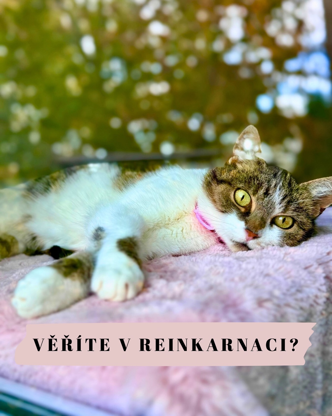 Věříte na návrat duší?🌙
V návaznosti na včerejší smutné zprávy bychom se vás chtěli zeptat na něco trochu jiného. 💔 Spousta z vás nám totiž psala, že se k nám Dario určitě vrátí. Že duše, které patří k sobě, se k sobě vždycky znovu najdou — a že už jste to sami zažili. 🐾
A tak jsme se zamysleli… věříte na reinkarnaci? ✨
Na to, že se naši milovaní vracejí zpátky, v jiném tělíčku, ale se stejným pohledem, gestem nebo chováním, které prostě poznáte?
Rádi bychom slyšeli, jak to vnímáte vy. 💫
Ne proto, abychom se hádali nebo přesvědčovali — na to teď opravdu nemáme sílu. Naše srdce jsou pořád zlomená. Ale možná právě proto bychom chtěli slyšet vaše příběhy. Ty, které dávají naději, že konec možná není úplný konec. 💔🕊️
Pište nám prosím s citem a úctou – ať je to tu místo, kde může být smutek i víra spolu v míru. 🫶
Terka ze Šklíby 🐾