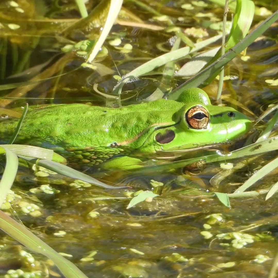 Froggies!
What a thrill to see the little greenies out in force this Spring.
#karameafrogs #ranoidea #southernbellfrog #Karamea #karameawild #newzealand #nzlife #nzwildlife #wildnz #southisland #nzsouth #southislandnz #westcoastnz #nzwestcoast #tewaipounamu #paradise #umere #arapito #littlewanganui #birdsnz #nzbirds #wildsouth #kohaihai #oparara #birdshots #birdphotos #wildlifenz #Aotearoa #nzfauna #nzflora