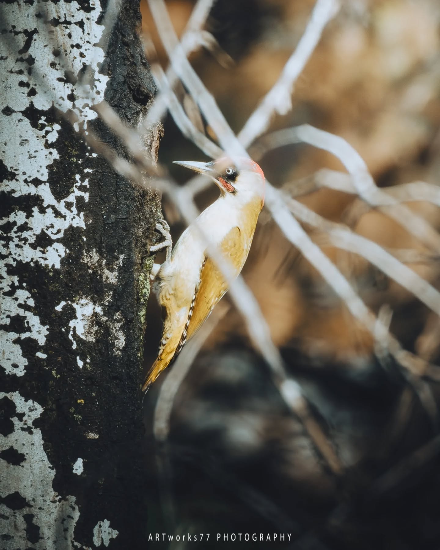 | Wild Beauty: Birds of the Forest
Every feather tells a story. 🌿
Captured through patience, love, and the lens.
------------------------------
Jede Feder erzählt eine Geschichte. 🌿
Festgehalten mit Geduld, Liebe und der Linse.
.
.
.
#birdphotography #wildlifephotography #naturelovers #birdlovers #birdwatching #naturephotography #wildlife_perfection #birds_captures #bestbirdshots #bird_brilliance #planetbirds #birding #birdsofinstagram #birdstagram #earthfocus #feather_perfection #birdlife #nature_perfection #nature_seekers #bird_obsession #birdwatcher #birdnerd #wildlifeonearth #birdphotographer #nature_wizards #birdsofinsta #artworks77 #birds_of_the_world #wildlife_seekers