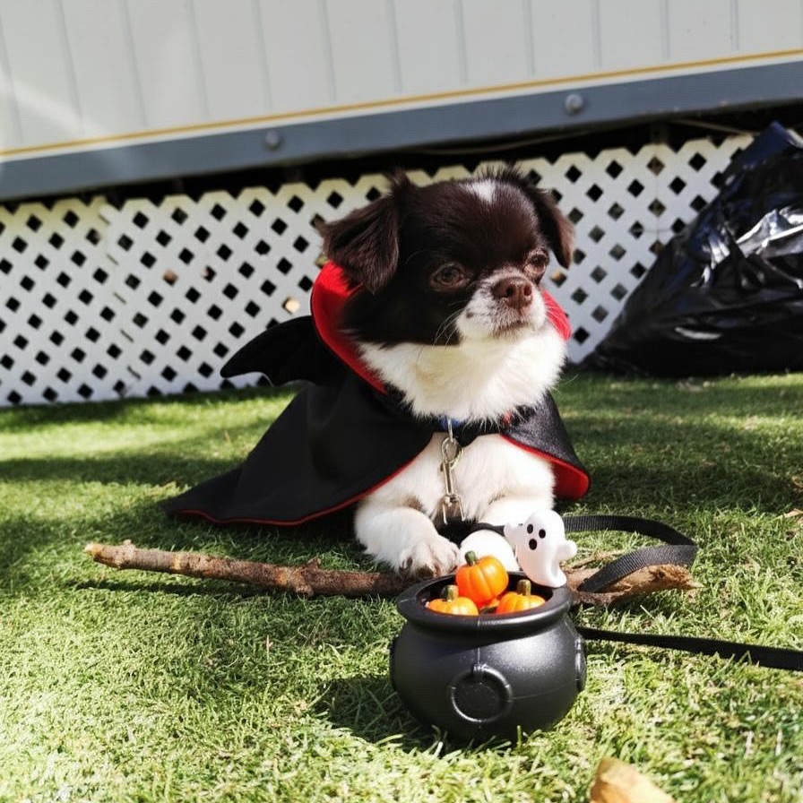 🎃 Brownie de @leyremdb definitivamente vino a jugar 👻 cuando la actitud y el disfraz van a juego ❤️❤️❤️🥰
Compártenos tus fotos de halloween 🎃 🐶 estaremos felices de verlas 📸
#hallowen #doghaloween #haloween2025🎃🕷️⚰️🎃