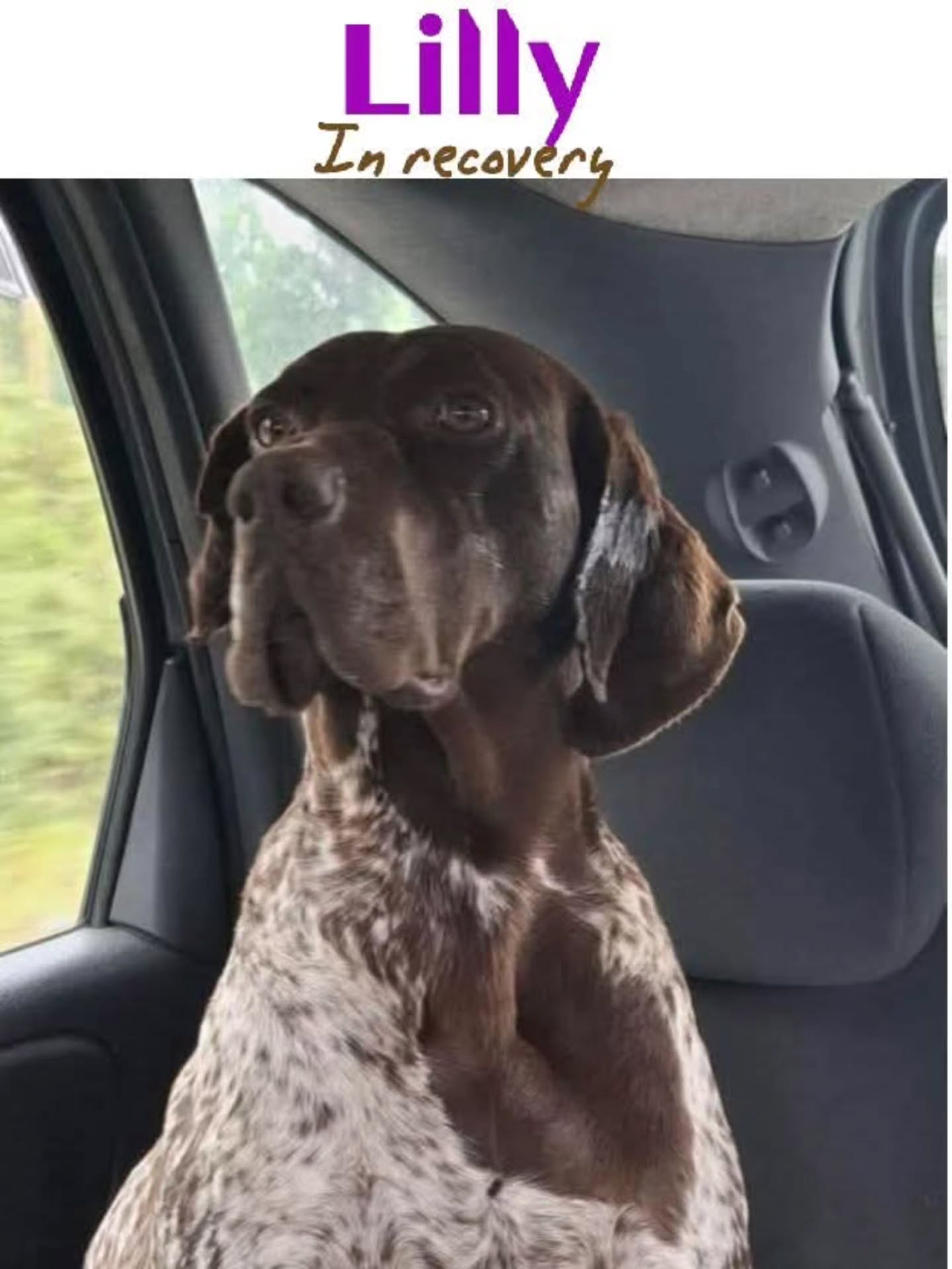 We want to thank you for your contribution
❤️🐾G.J.P.M Wieggers
€25,00
❤️🐾H.J.Struijk
€20,00
❤️🐾John and Magdalena Zonneveld
€50,00
❤️🐾Solvis
€20,00
❤️🐾Josephin Muller
€20,00
❤️🐾Jacqueline Ritzen
€10,00
❤️🐾Rahni Van der Schot
€10,26
❤️🐾Nienke Liebe
€10,00
❤️🐾Y. Oudeluttikhuis
€7,50
❤️🐾Saskia Kroep
€10,24
❤️🐾Astrid Koopman-Blom
€25,59
❤️🐾Janka Noordzij
€5,12
❤️🐾Laura Wijts hondenuitlaatservice de Bollenstreek
€10,24
❤️🐾Steffi Albruschat
€25,59
❤️🐾Kees Visser
€10,24
❤️🐾Karin Heymen
€15,35
❤️🐾Amanda Ostman
€5,50
❤️🐾Mariah Connerley
€10,70
❤️🐾Monique Voeten
€51,18
❤️🐾Jeanette Becker
€25,59
❤️🐾Rene Neuburger
€5,12
❤️🐾Ans Flier
€15,39
❤️🐾Tanja Enneking
€25,59
❤️🐾Martine Pollefliet
€50,00
❤️🐾Natascha van Dam
€10,00
Thank you very much for your wholehearted support💖
Contact via email: gsprescuehr@gmail.com
Website: https://www.gsprescuehr.com/nl/contact.
#dontshopadopt#gspoftheday #gspcommunity#germanshorthairedpointerlovers #germanshorthairedpointerlovers #pointerlovers #gspcommunity #pointerlove #germanshorthairedpointer #birddog #pointersofinstagram #gsprescue #gspworld #gsp #gsplife #gsploverig #gsplovers #gspsofinstagram #gspuniverse @lydia_lidach #rescuedog #rescuedogsofinstagram #rescuedismyfavoritebreed#deutschkurzhaar