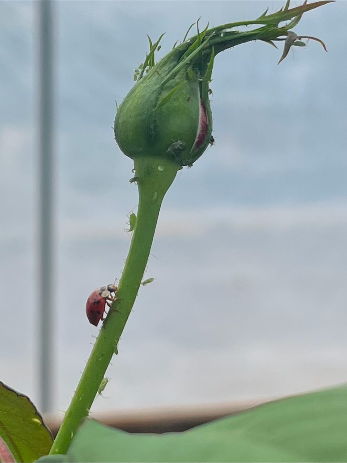 Our secret to keeping roses and ornamentals pest-free? Observation before action.
We rely on beneficial insects, soil health, and gentle intervention - only when needed.
The goal isn’t a sterile garden, but a balanced one.
#finegardening #RoseCare #GardenPests #TennesseeGardens #IntegratedPestManagement #EstateGardening #americanrosesociety