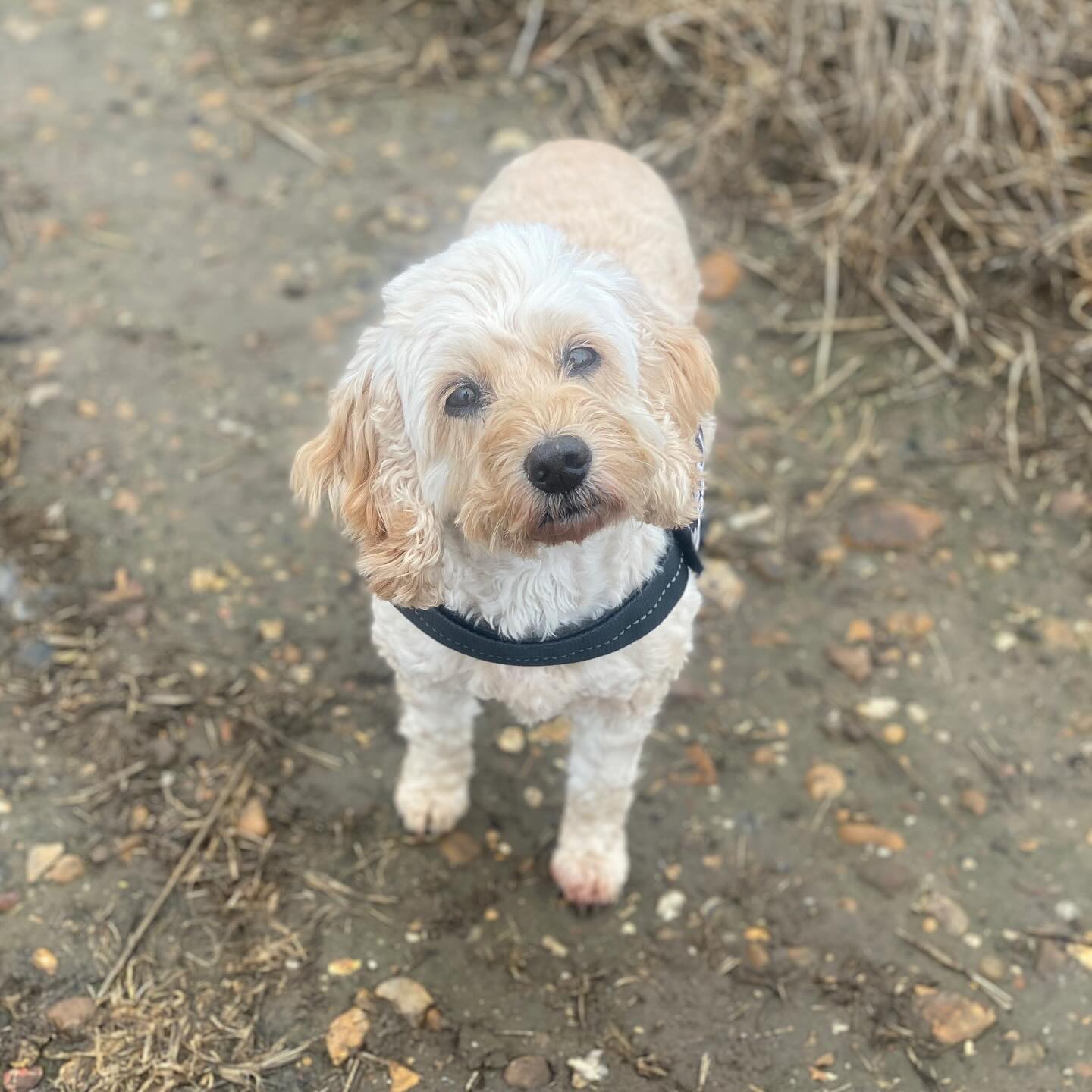 She is the sweetest thing
#dogwalker #dogwalking #dogtrainer #dogtraining #chalfontstpeter #chalfontstgiles #gerrardscross #beaconsfield #seergreen