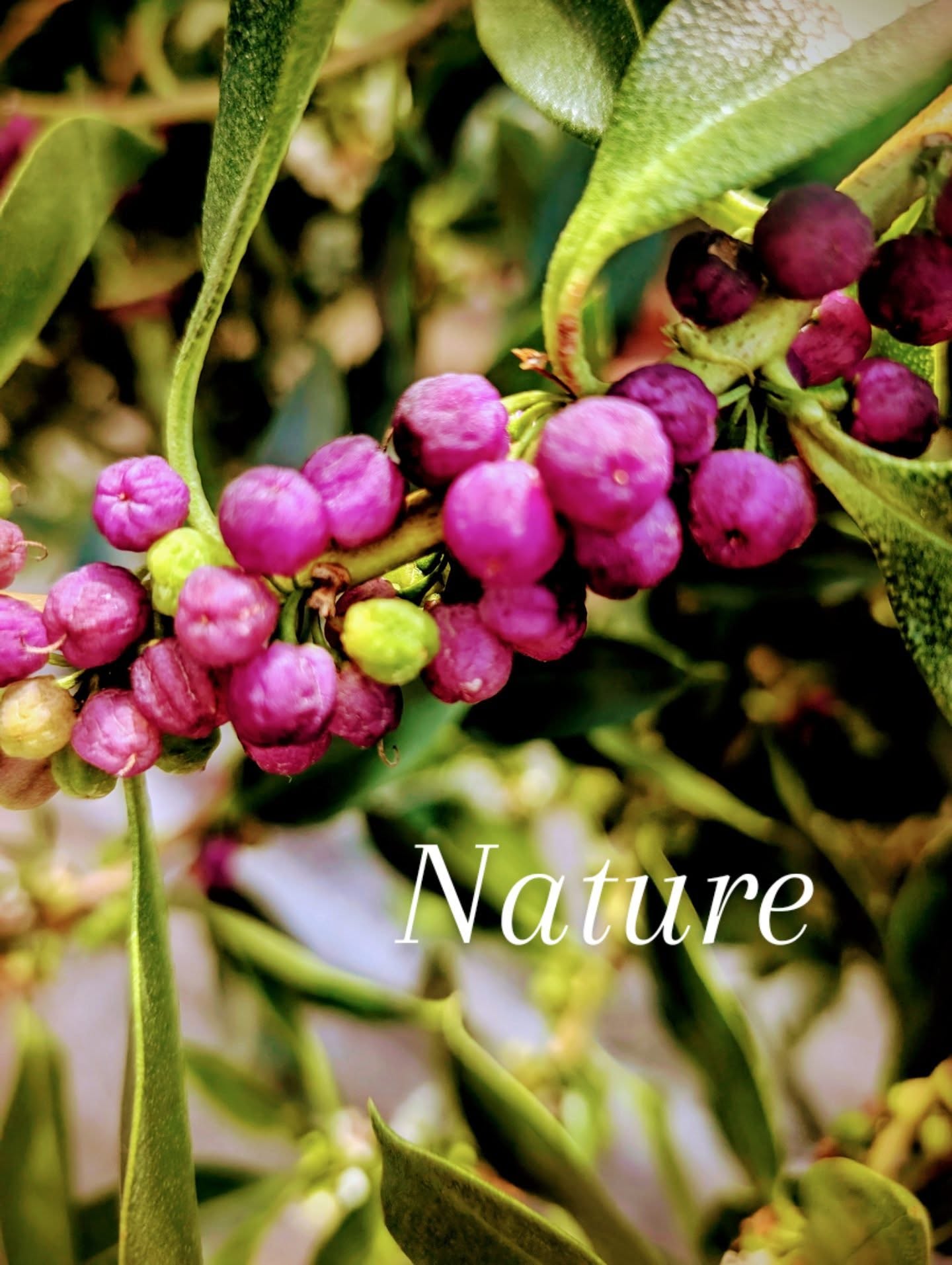 ☀️Magic of daily nature🏝️
Porto Santo offers seasonal nature symphony of colours, aromas, shapes and sizes. Each path is a unique place to discover.
Our upcoming guide has nature edition and will show you the most common yet unique things to discover. Stay tuned!
#nature #natureza #howtoportosanto #portosantoisland❤️ #portosantoisland #portugal #onelove #ourhome #madeira #amazing #autumn