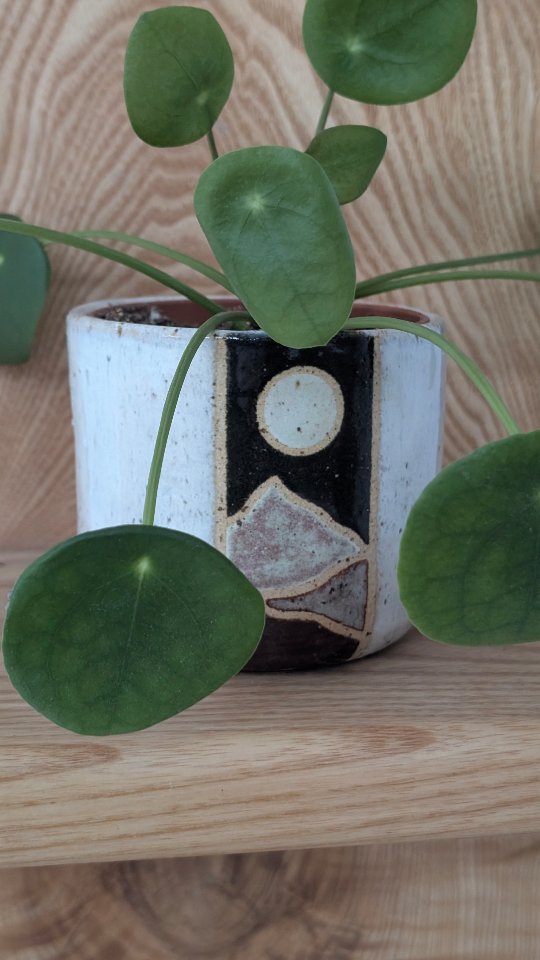 Glaze firing magic 🔥
Here's a little peek at the before and after shot of my landscape pots after their glaze firing. Seeing them go from dusty colours to vibrant shiny glazes never gets old.
The landscape collection is now live on the website - get yours before they're gone!
#potterylife #potteryprocess #glazeparadise #beforeandafter #ceramics #handmade