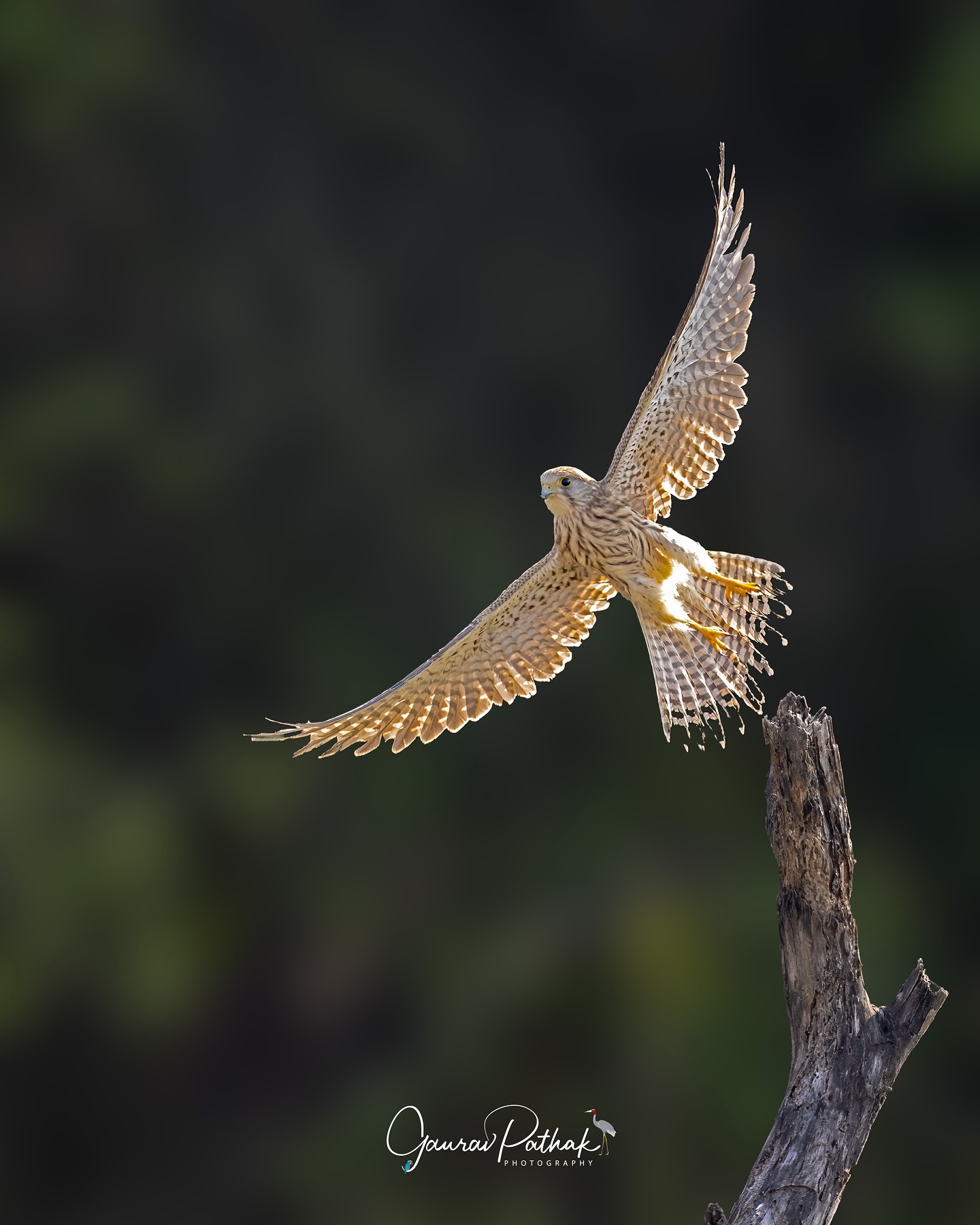 Common Kestrel (Falco tinnunculus) – One heartbeat it was still, the next it was in motion—wings stretched wide, catching the light as it lifted off. That sudden burst of power, the perfect balance between grace and intent, is what makes raptors so captivating. You can almost feel the air split as it leaves the perch behind, every feather tuned to flight.
.
Location - Churu, Rajasthan
Shot on Canon R5
Canon RF600mm F4 L IS USM
ISO 250
f/4 (-1.7 EV)
1/2000s
.
#canonrf600mmf4 #animalplanet #kings_birds #bbcearth #birdphotographers_of_india #bbcwildlifepotd #best_birds_of_ig #birds_captures #bestbirdshots #bird_brilliance #birds_adored #canonasia #canonedge
#capturedoncanon #birds_nature #discoverychannel #discoverychannelindia #earthcapture #canwithcanon #photoscapeofthemonth #morebirdpics #natgeoindia #natgeoyourshot #nature_brillance #ssptalenthunt #nuts_about_birds #planetbirds #raw_birds #your_best_birds #yourshotphotographer