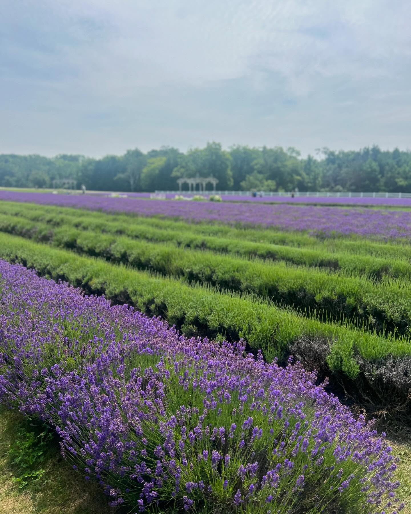 It may be fall 🍂 but the summery smell of fragrant lavender 🪻is great no matter the season.
I’m instantly reminded of our visit to the beautiful fields on Washington Island this summer. A serene moment to enjoy time outdoors and celebrate the baby bump.
Our all natural linen & room spray only contains 3 ingredients and is the perfect blend of lavender & sage. It’s great for using on a pillow before bed or for a burst of freshness in the air.
Get it on our website or you can purchase locally with our community partner at Fit4YouMKE MarketPlace @fit_4_you_mke #shopgreenhaven #ecofriendly #smallbusiness #doorcounty #lavenderfields #babybump