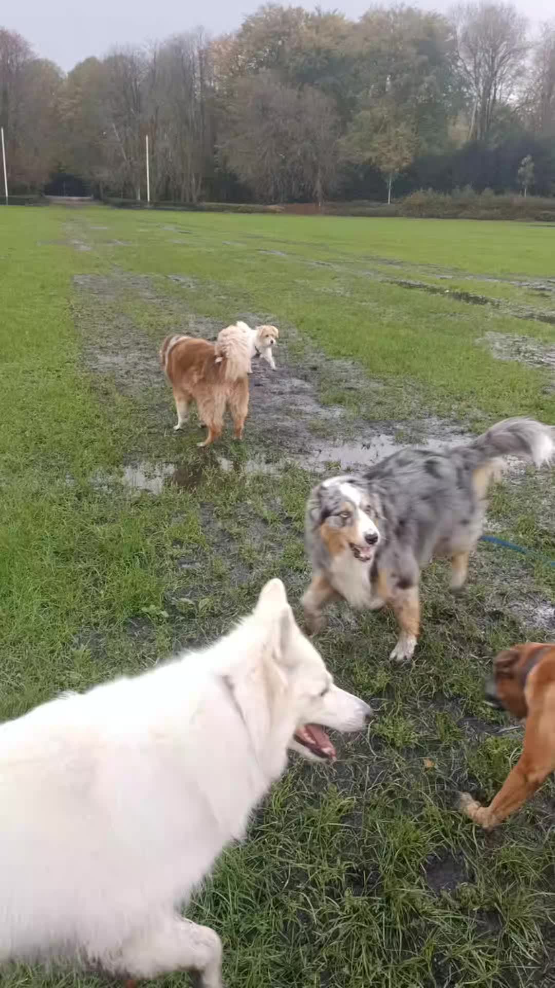 Lekker door de plassen stampen ๐
Met Bo, Zaza, Blue, Jarre, Milo Noortje, Gijs en Frenkie โค๏ธ