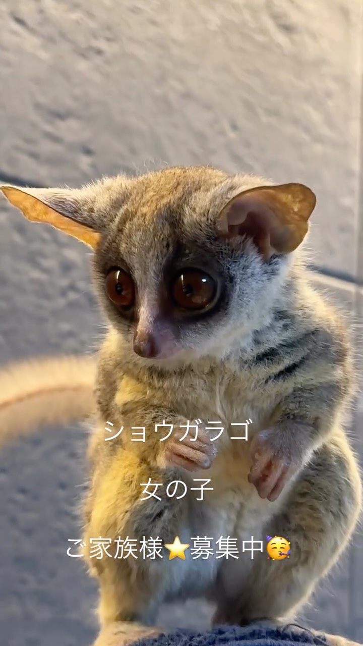 #ショウガラゴ
#ショウガラゴブリーダー
#ショウガラゴのいる生活
#愛知県下最大級ショウガラゴショップ
#ショウガラゴベビー販売
#ショウガラゴ販売
#お猿
#公式ショウガラゴショップ
#ショウガラゴショップ