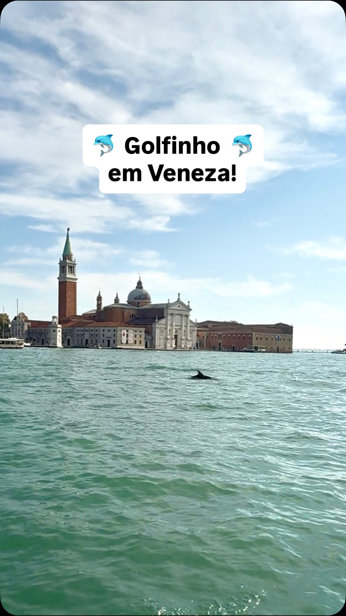 Golfinho na baía de São Marcos 🐬
Apelidado carinhosamente como Mimo, o golfinho que há semanas parece ter adotado a Baía de São Marcos, foi avistado hoje, 28/10 no horário de almoço, 13:30.
Estávamos finalizando o passeio de barco para almoçar mas, ao que parece, não éramos os únicos famintos por ali 🤩
#dicasdeveneza #guiaemveneza #veneza #touremveneza #venezaitalia #dicasdaitalia #golfinho #golfinhos #golfinhoemveneza
