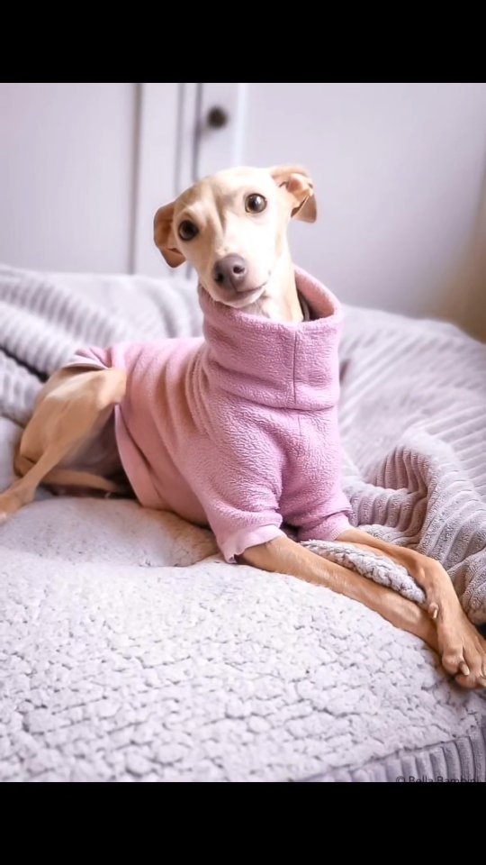 Meine kleine verrückte Emmy 🥰🐕
Lieben Dank an #windhundreich für den hübschen Pullover