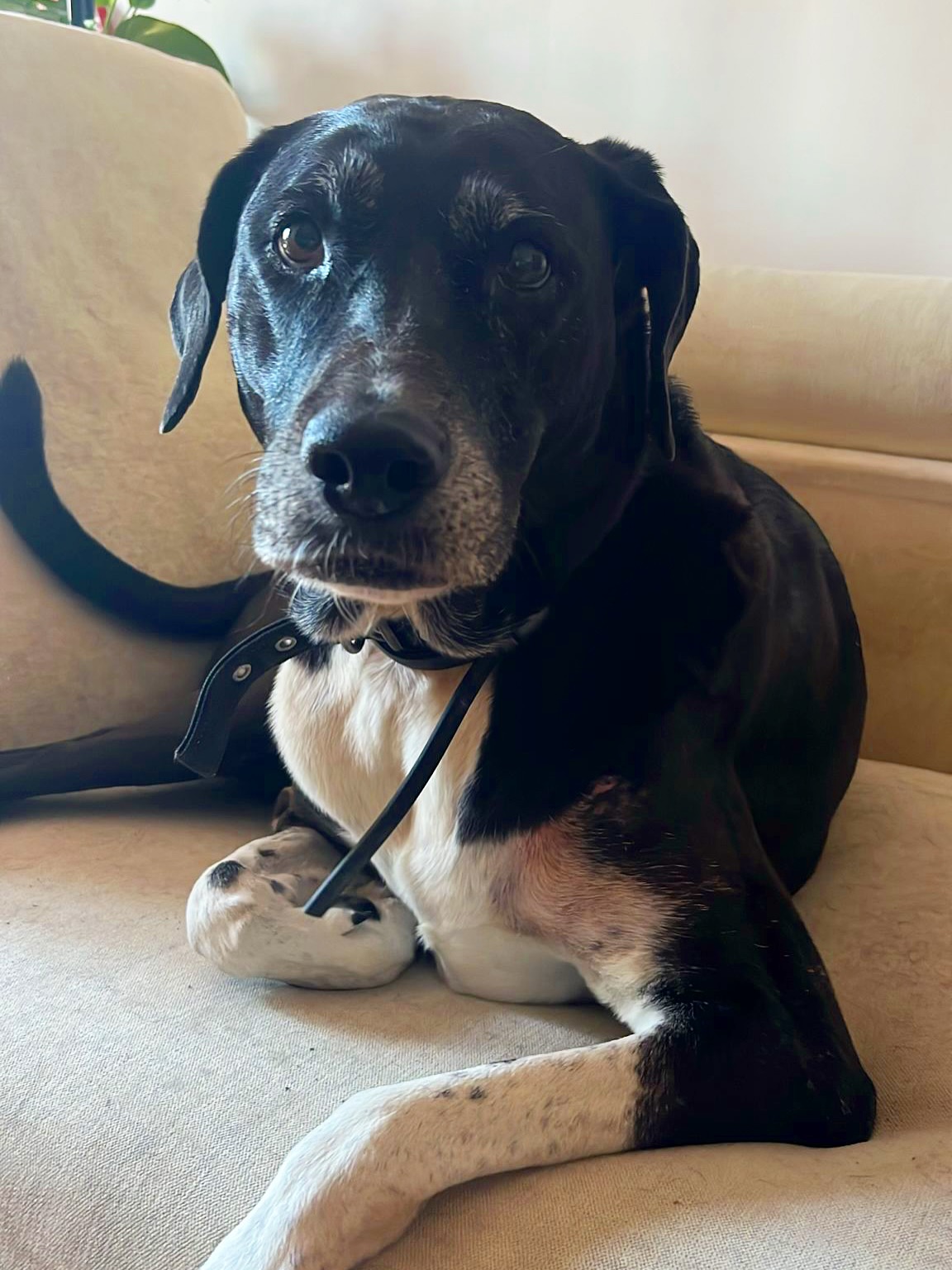 Nymeria llegó un poco tímida, observando todo con esos ojitos curiosos 🥹 pero bastaron unos minutos para que se sintiera tranquila, segura y con confianza. 😍🥰
Cada peludo tiene su ritmo… y verlos florecer así es lo más bonito 💛
#dogcarebarcelona #perrosfelices #historiasperrunas #dogloversbarcelona #cuidamosconamor #dogsofinstagram #mascotasfelices