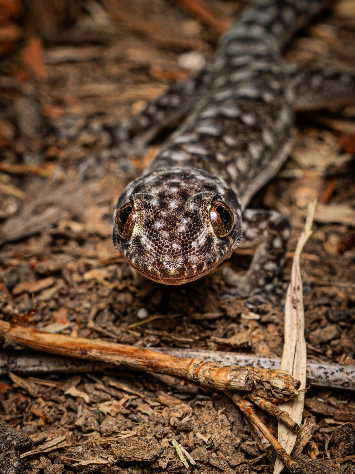Dubious Dtella doing Gecko things 🦎
#AusGeo
#geckos #geckosofinstagram
#nature #wildlife #wildlifephotography
#canon #rf100mmf28lmacroisusm #canonr5markⅱ