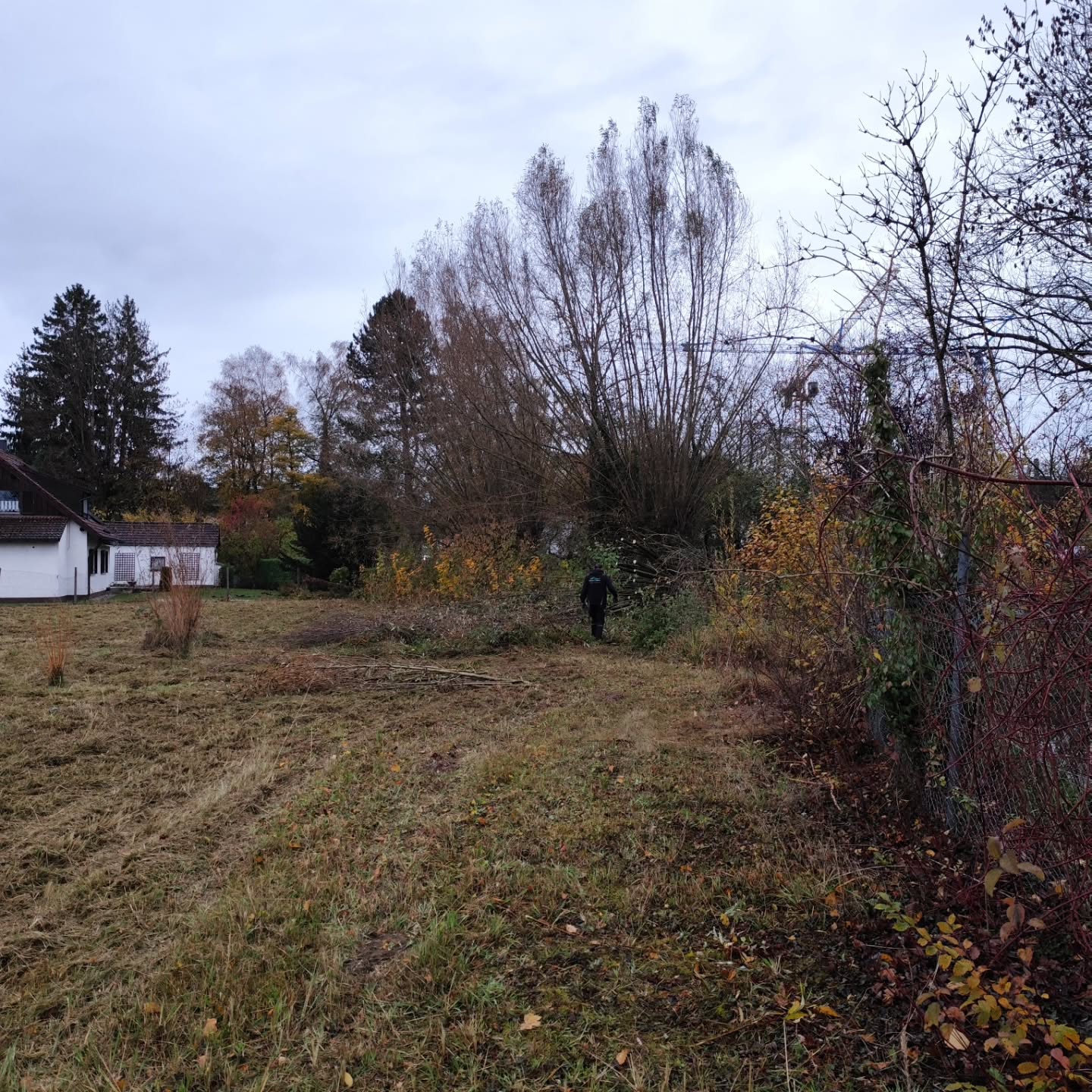 Gestern war wieder einiges geboten, vom Mulchen einer 1500 m2 Freifläche, Kopfschnitt von 3 riesigen Weiden, Lichtraumschnitt mit Hydraulischer Heckenschere und der Entsorgung von 50m3 Grüngut war alles dabei!
Zum Krönenden Abschluss wurde in einer der Weiden noch ein waschechter #Eierle in seinem natürlichen Habitat entdeckt, nach anfänglichen Misstrauen konnte er aber mit #augustinerbräu vom #baum gelockt und erfolgreich Umgesiedelt werden.
#gampelundhieberhausmeisterservice
#grundstückspflege
#rodung
#werkoderko
#diestarkenmännervongampelundhieber