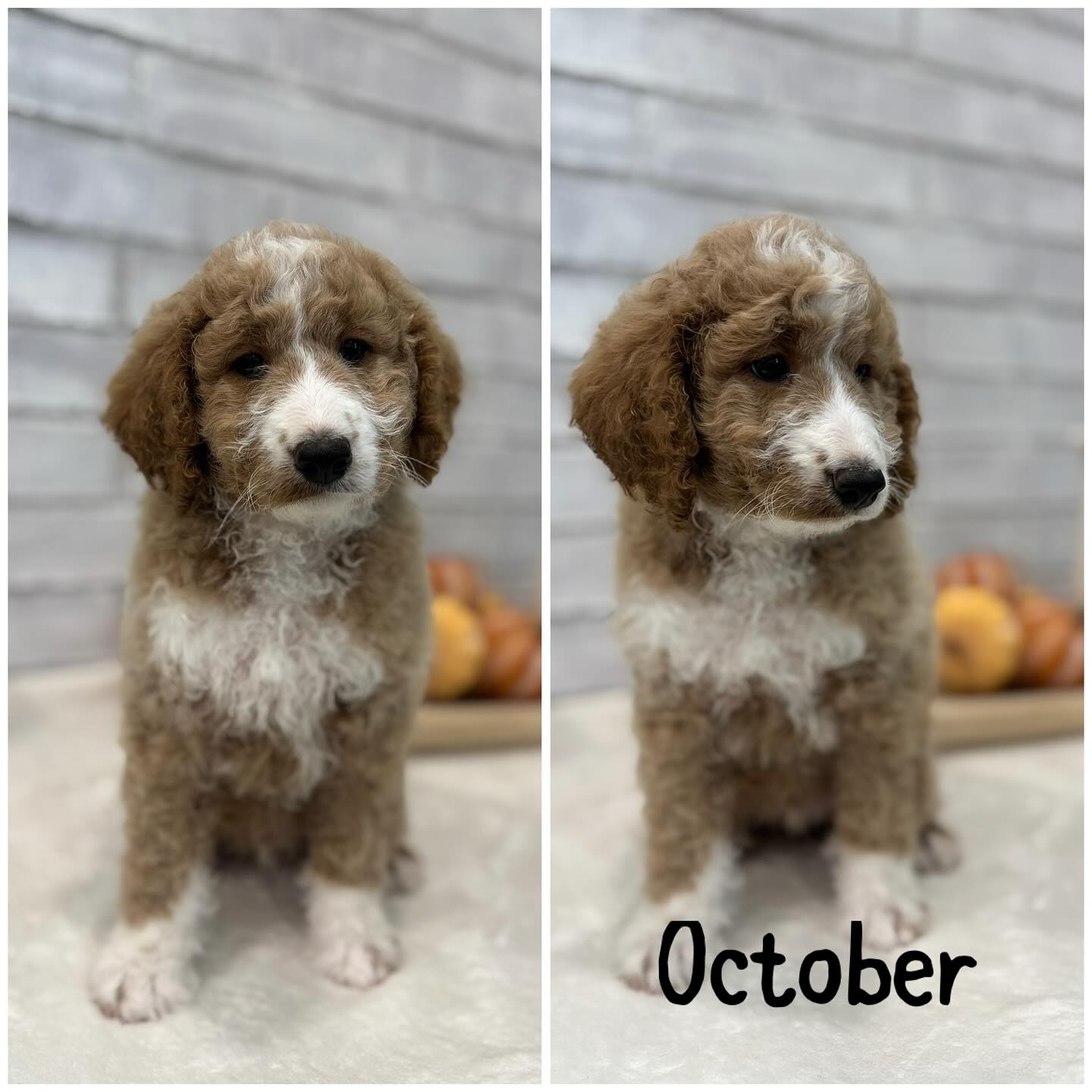 One last puppy left. Looking for his forever home! 🏠. Text or call 386-247-3573 for more information. Or you can visit staroftheseadoodles.com and fill out a puppy application. 😊. #goldmountaindoodle #doodle #cutepuppy #northfloridapuppies