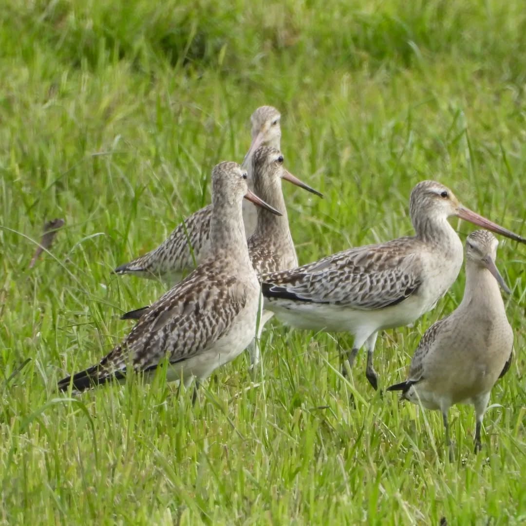 Goddies, gorging on worms in the town paddocks, so lovely to have them back.
#karamea #Karameagodwits #goddies #karameawild #newzealand #nzlife #nzwildlife #wildnz #southisland #nzsouth #southislandnz #westcoastnz #nzwestcoast #tewaipounamu #paradise #umere #arapito #littlewanganui #birdsnz #nzbirds #wildsouth #kohaihai #oparara #birdshots #birdphotos #wildlifenz #Aotearoa #nzfauna #nzflora