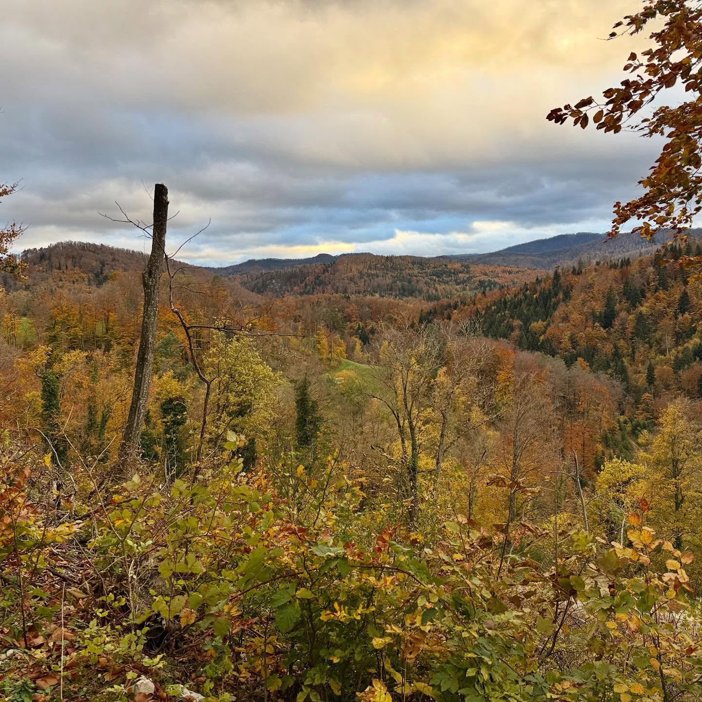INDIAN SUMMER 🍁🏔️🍂
Im Herbst werden bei den Laubbäumen für die Winterruhe die Blätter abgeworfen. Dies weil über den Winter kaum Photosynthese betrieben werden kann (da zu dunkel und zu kalt), die Blätter dem Frost ausgesetzt wären und gleichzeitig viel Verdunstung und damit Wasserverlust stattfinden würde. Der Zeitpunkt des Laubabfalles wird je nach Baumart von Tageslänge, Temperatur, bzw. Wetter während der letzten Vegetationsperiode gesteuert.
Vor dem Laubabfall wird in den Blättern aber noch das Chlorophyll abgebaut und dabei deren wertvollen Nährstoff-Bestandteile, wie z.B. Stickstoff, zur Speicherung über den Winter in die Stämme und Wurzeln transportiert. Diese Stoffe sind nämlich im Boden nicht in unbegrenzter Menge verfügbar und können so im nächsten Frühling recyliert werden. Durch das Fehlen des Chlorophylls in den Tagen vor dem Laubabfall kommt auch die herbstliche Blattverfärbung zustande, denn nun dominieren beim reflektierten Farbspektrum in den Zellen die Carotine (orange), Anthocyane (rot) und Gerbstoffe (braun, bei Buchen oder Eichen).
Diesen Herbst ist die Laubverfärbung der Wälder in tiefen bis mittleren Lagen deutlich früher als in den vorangegangenen Jahren. Nachdem ich die letzten Wochenenden in den Bergen verbracht habe, war es nun endlich mal Zeit die herbstlichen Jurawälder des Schwarzbubenlandes vor meiner Haustüre zu erkunden, bevor es für die Farbenpracht dann wieder zu spät ist 😀🍁
wilder Gruss 🍁
David
#herbst #baselbiet #herbstfarben #jura #kantonsolothurn #schwarzbubenland #schwarzbubenlandtourismus #botanik #indiansummer #schwarzbubenland_tourismus
