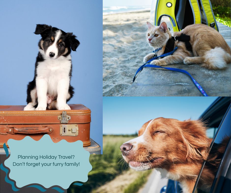 Planning holiday travel? Don’t forget your furry family member! 🐾😺🐕
As you pack your bags for the holidays, here are 4 top tips for holiday travel with pets (or arranging care when you travel away) to make the season stress-free for everyone.
1️⃣ Start with the checklist – Whether you’re bringing your pet or staying away, make a “pet travel kit” with familiar toys/blanket, food/snacks, medications & health records. (Yes, your dog has a packing list too!)
2️⃣ Know your lodging or home-care plan – If you’re taking your dog, check that your hotel or rental is truly pet-friendly (not just “allowed”), ask about extra fees or pet-policies. If you’re leaving your pet home, pick a trusted sitter who offers overnight stays and keeps your pet in their own environment.
3️⃣ Evaluate your pet’s travel temperament – Some dogs thrive on a road-trip or hotel stay, others get anxious in new settings or long car rides. It’s okay to decide they stay home if it’s less stressful for them.
4️⃣ Keep their routine and comfort intact – Even in a new place or while you’re away, keep meal times, walks, medication schedules consistent. Bring a familiar blanket or bed so your pet has a “home-base.”
At Pawsh Pet auPairs, we believe that pets are most comfortable in their own homes when their owners are away. If you’re traveling and want your dog to stay cozy, calm and well-cared-for in their own space (no kennel stress), we’ve got you covered. Send me a DM or click the link in bio to chat about booking your pet’s holiday stay.
✨ #HolidayTravelWithPets #PetTravelChecklist #PetFriendlyHomes #PawshPetAuPairs #DogWalkingPittsburgh #LuxuryPetCare