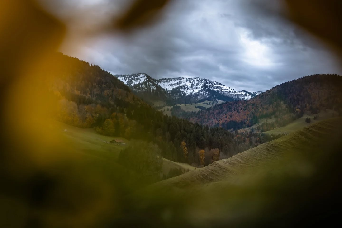 Der Schnee kommt, wir gehn. In den letzten Tagen hat der nahende Winter die ersten Flocken bis zur Sonnhalde geschneit. Unsere höchstgelegenen Flächen wurden erstmals weiß und auch die Ziegen hatten erste Flocken auf dem Fell. 
Inzwischen sind unsere Geißen abgereist. Sie dürfen wie im letzten Jahr die kalten Monate wieder auf einem unserer Partnerbetriebe am Bodensee verbringen. Ganz ganz lieben Dank an Stella vom @demeterhof_wuggezer, die mit ihrem Viehhänger sogar extra hoch zur Alpe kam, um unsere kleine Herde abzuholen. Bei ihr in Lindau sind sie außerdem alten Bekannten vom vergangenen Jahr begegnet, weil dort ein paar unserer Ziegen vom Sommer 2024 ein liebevolles dauerhaftes Zuhause gefunden haben. 
Für uns geht es inzwischen abends auch nach Hause. Zu kalt werden die Nächte in der unisolierten Hütte für unsere Kinder. Und ehrlicherweise auch für uns ;-) Am Vormittag geht es dann jeweils wieder auf die Alpe. So fahren wir aktuell täglich eine Kofferraumladung ins Tal - es ist immer wieder überraschend, wieviel Material da im Frühjahr mit einer vierköpfigen Familie auf die Alpe und im im Herbst wieder ins Tal zieht. 
Morgen sind wir noch ein letztes Mal für euch da. Am Abend werden wir dann endgültig zusperren und ins warme Winter-Zuhause umziehn. 
#alpesonnhalde #oberallgäu #allgäu #oberstaufen #alpwirtschaft #almwirtschaft