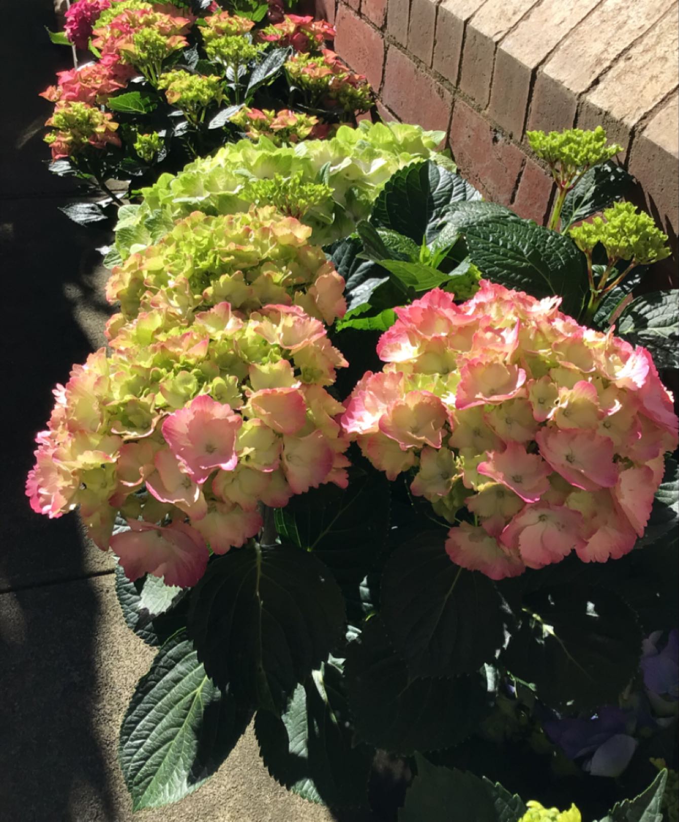 Hydrangeas are back in stock! Only while stocks last ☀️