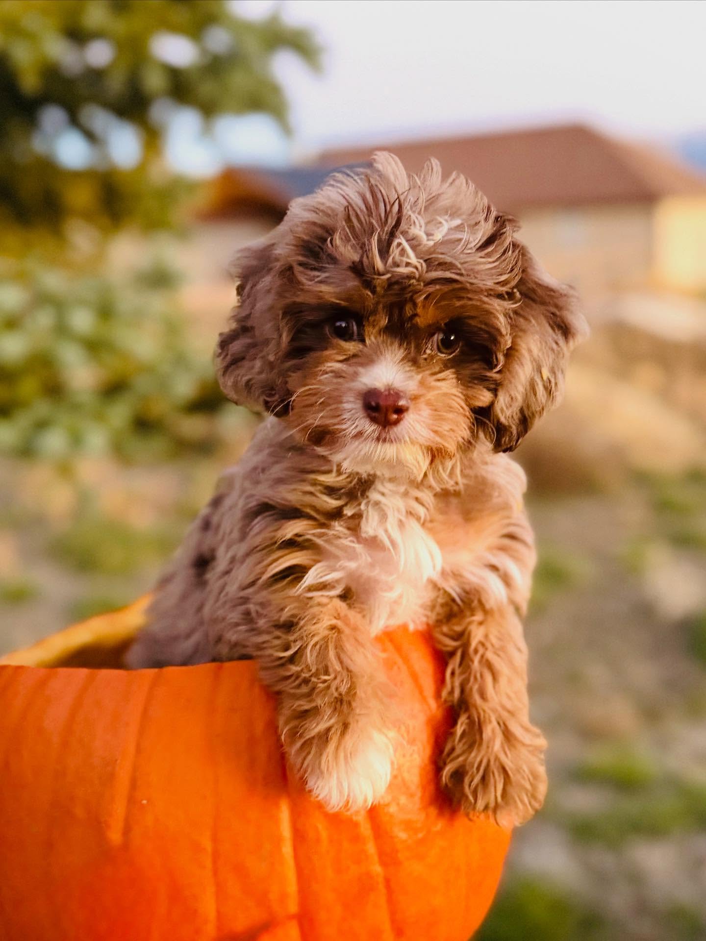 Happy Halloween! ๐