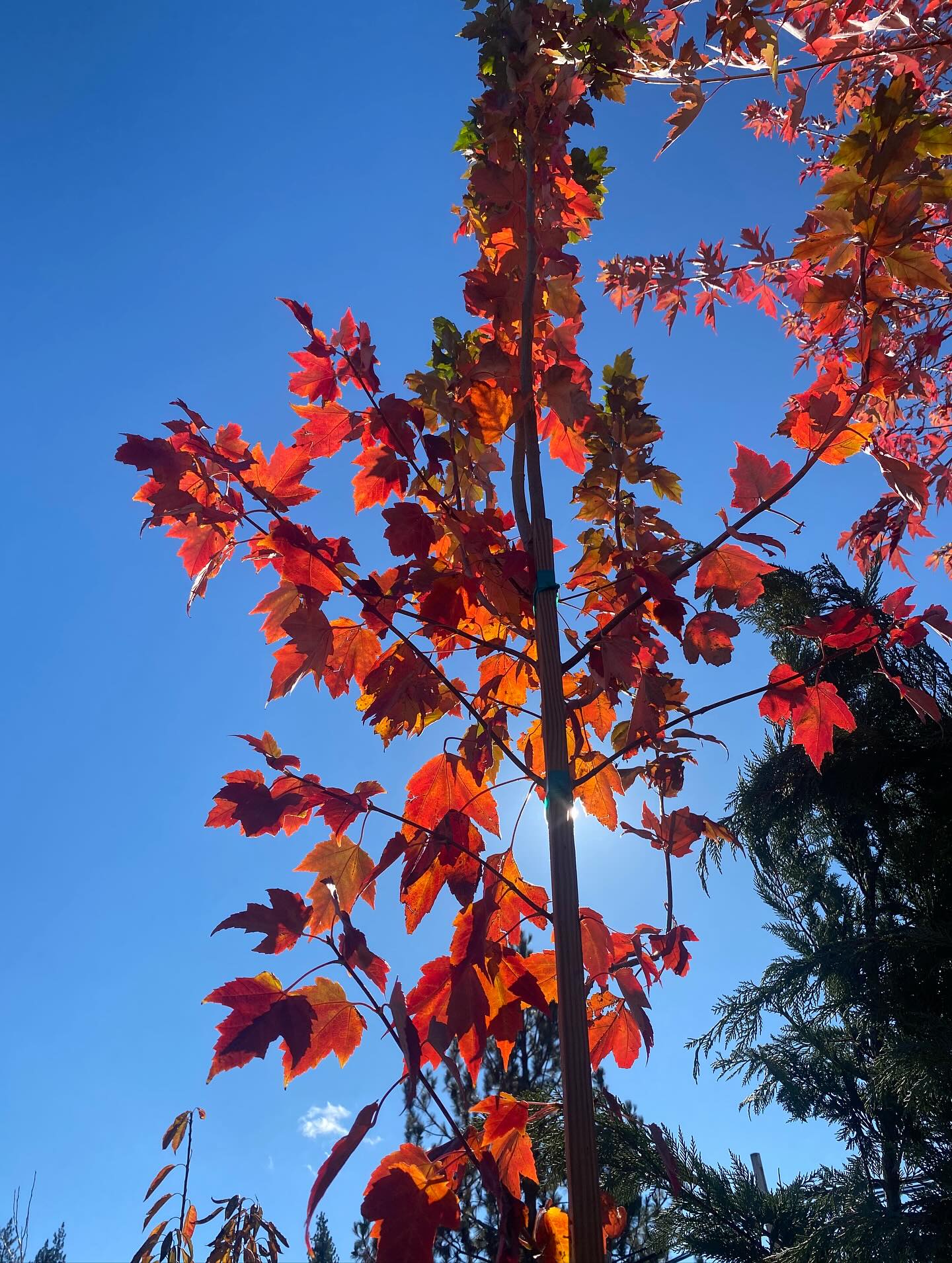 Fall at the garden center just hits differently 😍🍁🍂
Sun is out and we are here!☀️
The ground is soft from the rain and we are offering x2 reward points with every purchase. A great combination for perennial planting to start your spring strong 🌳
🌻Open: Friday- Monday // 10am-4pm