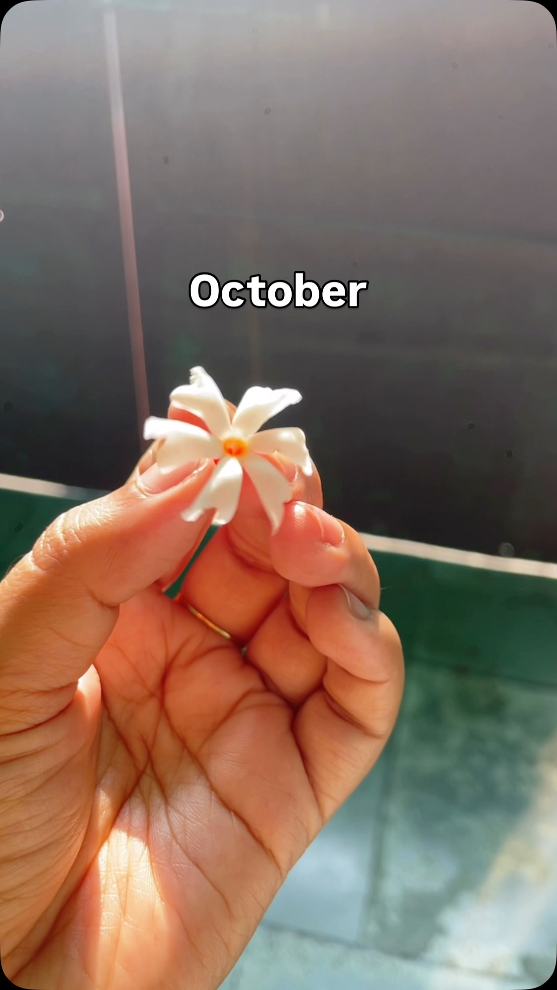 October: the most emotionally exhilarating month of my year 🌻🙄
#fallingforoctober🍁 #anewpamapaints #anewpamatravels #paintingtobreathebetter #reflectionsofoctober