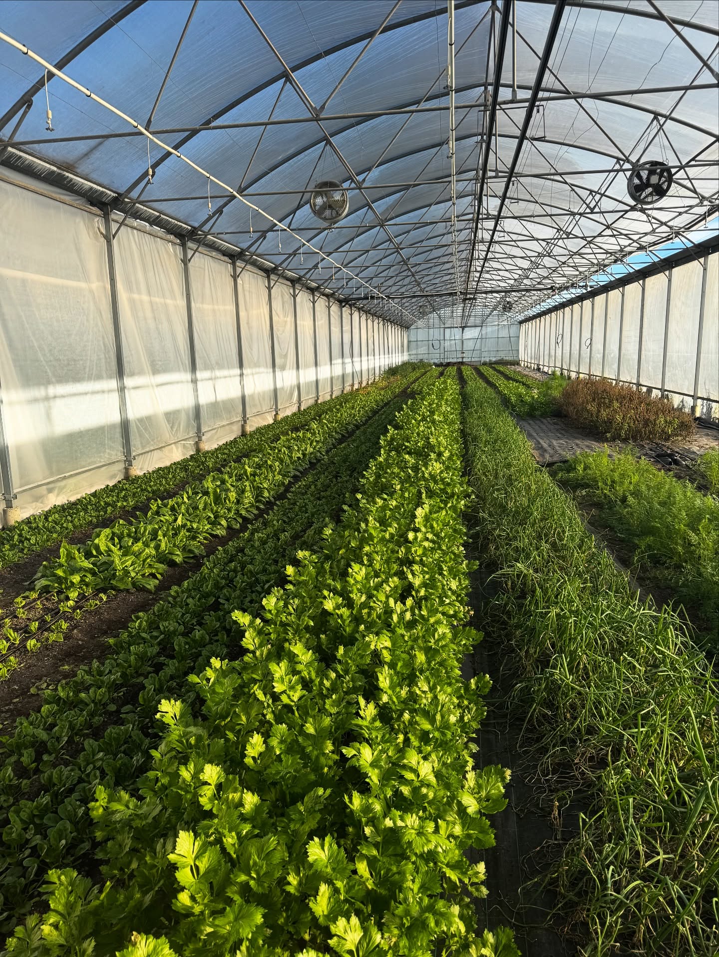 Demeter Wintergemüse🌱😍😍
.
.
#hofanbau #frisch #kalt #vitaminreich #gesund #farbig