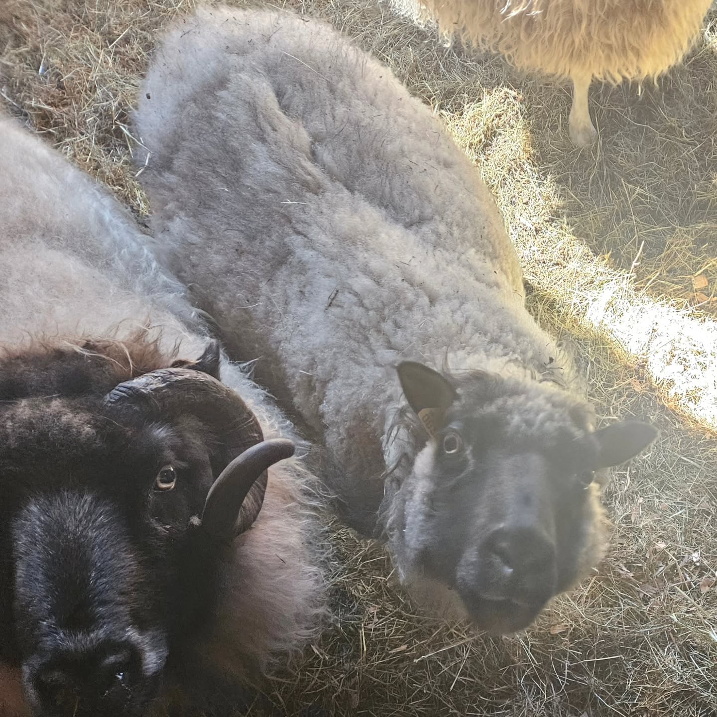 Our hearts are heavy tonight. We are down another sheep. Madame (on the right), my first ewe, passed earlier today in one of her favorite secluded spots under a tree in the back pasture, enjoying a beautiful fall day. I hope she finds her ewe lamb Sophie in the great pastures beyond. She struggled with very bad arthritis for the last several years, so now she struggles no more.
.
#loss #shepherdlife #sheeplove #icelandicsheep #spinnersflock #supportlivestockfarmers #supportyourlocalfarmer