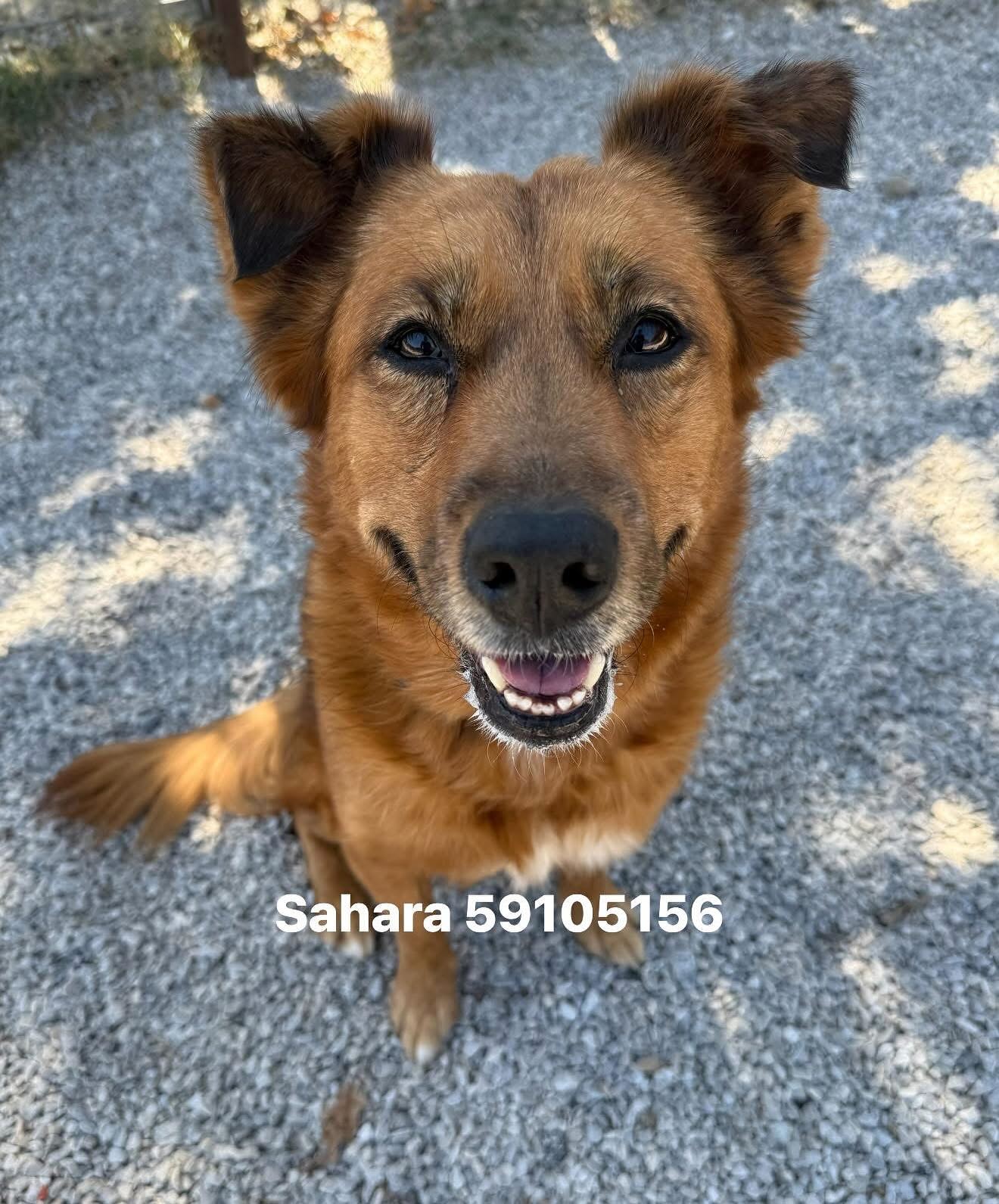 Update: Thanks to your shares, Sahara is now safe in a shelter foster home!
Meet Sahara 🧡 Local Transport Foster Needed!
She only needs a place to crash for less than a month!
This perfect girl has been at the shelter 84 days and no one can figure out why she is continuously overlooked. Her calm and gentle personality has stolen the hearts of staff and volunteers!
Sahara is 7 years old, about 50 lbs, spayed, and so easy to have around. She walks great on a leash, rides well in the car, knows sit, takes treats gently, and has perfect manners. She’s dog-friendly and has been wonderful with kids at events and on outings.
A volunteer recently took her out for the day and said: “Sahara is the sweetest, most laid-back lady. We went to Clark Gardens for photos and exploring — she was always wagging her tail, smiling, and never barked once. Just the perfect dog. She’d make an amazing family dog.”
Please EMAIL FWACCfoster@fortworthtexas.gov if you can foster her until 12/1. She is tagged for shelter transport but can only catch her freedom ride if she finds a local temporary foster
She’s waiting at Fort Worth Animal Care & Control Silcox location.