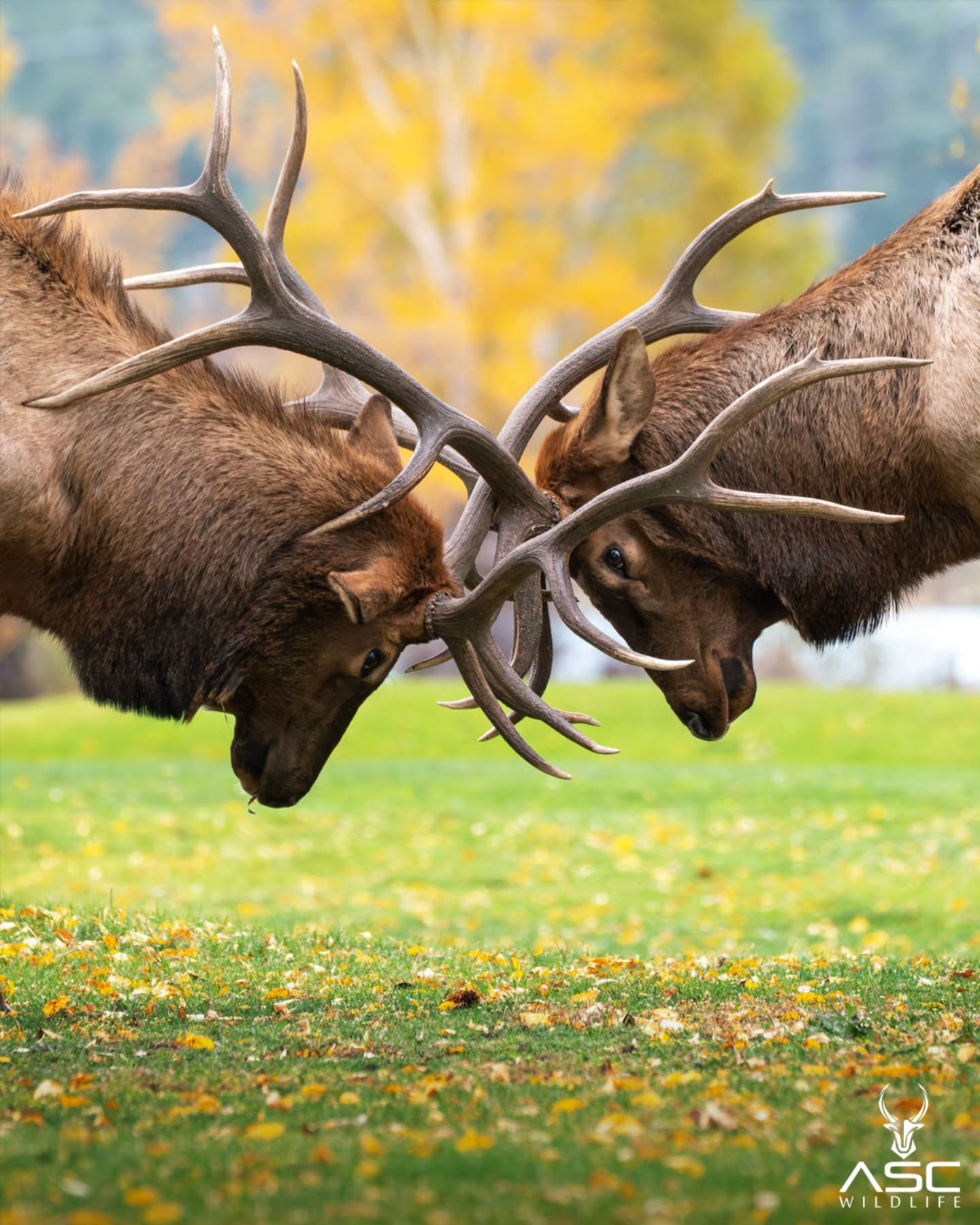 Two bull elk sparing during the rut this year! So fun to watch and listen to them push each other around. Lots of amazing images to go through and post. More to come!
Have a great day!
Photography by @ascwildlife
.
.
.
#elk #bullelk #rmnp #estespark #colorado #wildlife #Photography