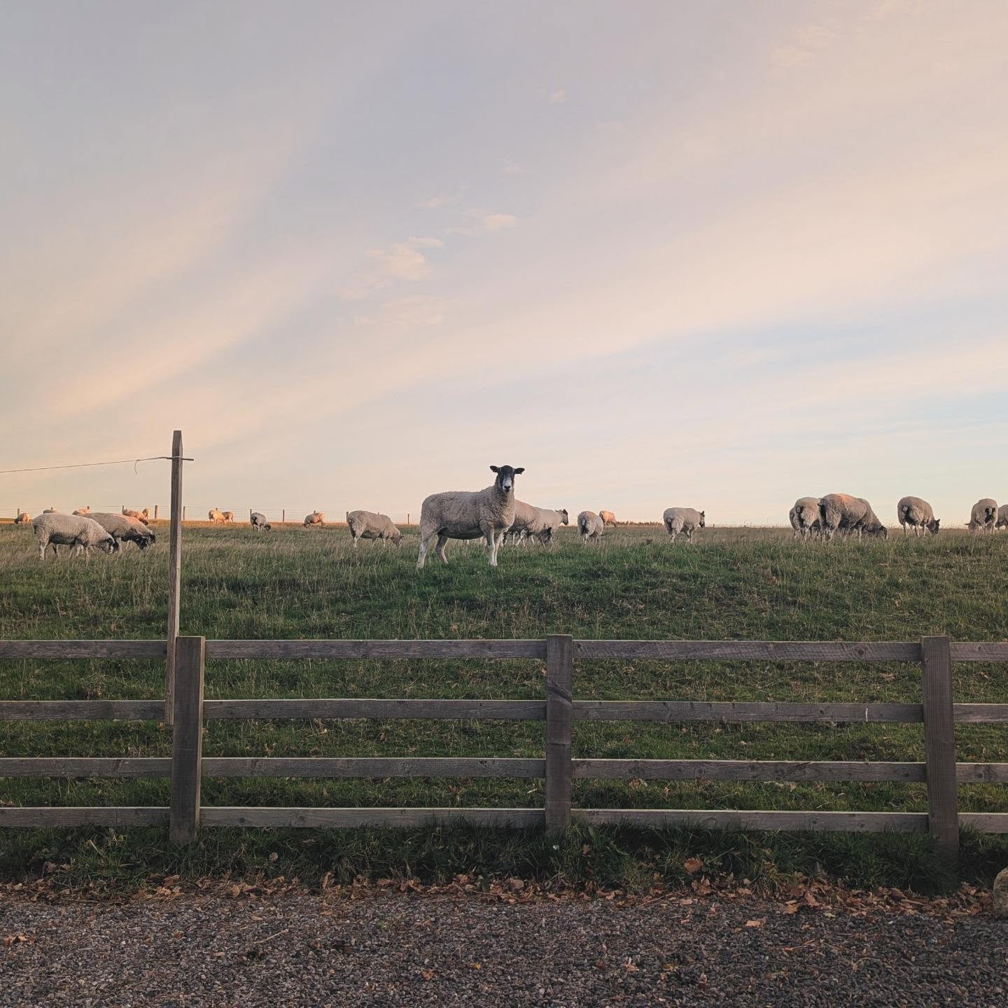 Morning views from the back kitchen window at Cronkley Cottage ☀️🐑
Quiet fields, soft light, and the sheep already busy with breakfast — the perfect start to a Northumberland day.
#CronkleyCottage #DerwentReservoir #Northumberland #MorningLight #FarmViews #CountryEscape #HolidayLetUK