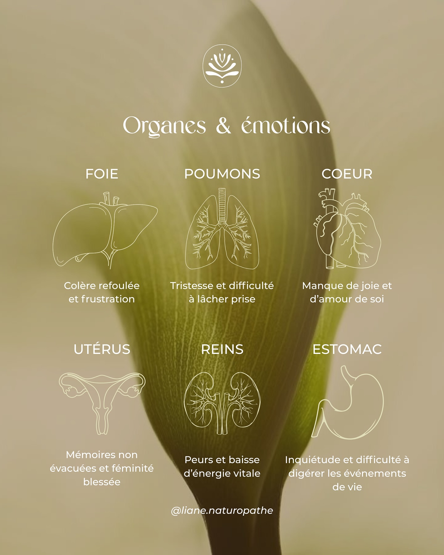 Mieux comprendre l’impact des émotions sur l’équilibre des organes 🍃
Selon la médecine traditionnelle chinoise et certaines approches psycho-émotionnelles, chaque organe reflète un état intérieur.
・Foie : il détoxifie autant le corps que les énergies stagnantes. Lorsqu’il se déséquilibre, cela peut traduire une colère refoulée, une frustration ou une résistance au changement. Il évoque aussi parfois un sentiment de surcharge ou une difficulté à “nettoyer” ce qui pèse encore.
・Poumons : ils nous connectent à la vie par la respiration, et symbolisent la capacité à inspirer le nouveau et expirer le passé. Un déséquilibre survient souvent face à une tristesse non extériorisée, une impression d’étouffer ou une peur de manquer d’air, d’espace ou de liberté.
・Cœur : centre de la joie, de l’amour et de la conscience. Lorsque l’amour de soi ou la joie manquent, le cœur se ferme. Les déséquilibres du cœur peuvent révéler une difficulté à s’ouvrir, à faire confiance, ou à accueillir la vulnérabilité.
・Utérus : espace sacré de création, de gestation et de mémoire. Il porte les traumatismes vécus ou transgénérationnels, et tout ce qui touche au rapport à la féminité, à la sexualité ou à la maternité. Un déséquilibre ou une maladie de cet espace parle souvent d’une mémoire du corps qui demande à être entendue et honorée.
・Reins : reflet de notre énergie vitale (Qi) en médecine chinoise. Ils sont liés aux peurs profondes, aux frayeurs face à l’avenir et au manque de confiance en la vie. Un affaiblissement des reins traduit souvent un sentiment d’insécurité ou une fatigue intense.
・Estomac : centre de la digestion, physique et émotionnelle. Il réagit à l’inquiétude, à la rumination mentale et à la difficulté à “digérer” les événements de vie. Lorsque l’estomac souffre, il parle d’un besoin d’assimiler et de pacifier ce qui a été vécu.
✨ D’autres organes et symboliques à découvrir dans un prochain post.
__________
#naturopathie #naturopathemartinique #organesetémotions #santénaturelle #symboliquedesmaladies
