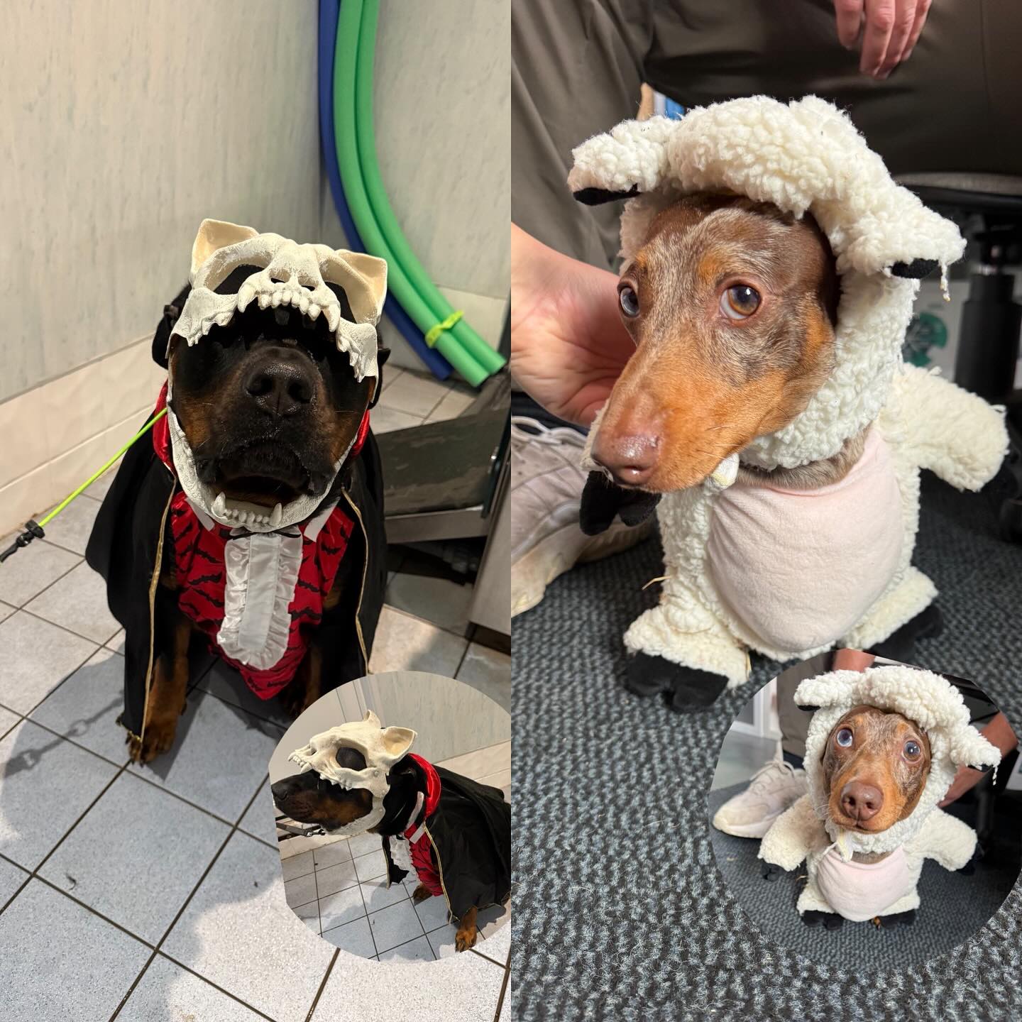 🎃👻 Thank You for Entering Our Halloween Costume Competition! 👻🎃
A huge thank you to everyone who entered our Halloween costume competition — we’ve absolutely loved seeing all your creative dog costumes! 🐶🧛♂️🕸️
Here are this year’s great entries 👇
We’ll be announcing the winners tomorrow, so stay tuned! 🏆
While you’re enjoying the Halloween fun, here are a few top tips to keep your dogs safe:
🐾 Keep treats out of reach – Chocolate, raisins, and many sweets are toxic to dogs.
🐾 Avoid costume stress – Only dress your dog up if they’re comfortable and can move freely.
🐾 Watch the door – Trick-or-treaters can make dogs anxious or slip outside. Keep them calm and secure.
🐾 Mind the decorations – Wires, candles, and fake cobwebs can be hazardous if chewed or knocked over.
🐾 Stick to routine – Keeping walk and meal times normal helps your pup stay settled amid the excitement.
Have a safe and spooky Halloween from all of us at Top Dog Canine Hydrotherapy! 🎃💙