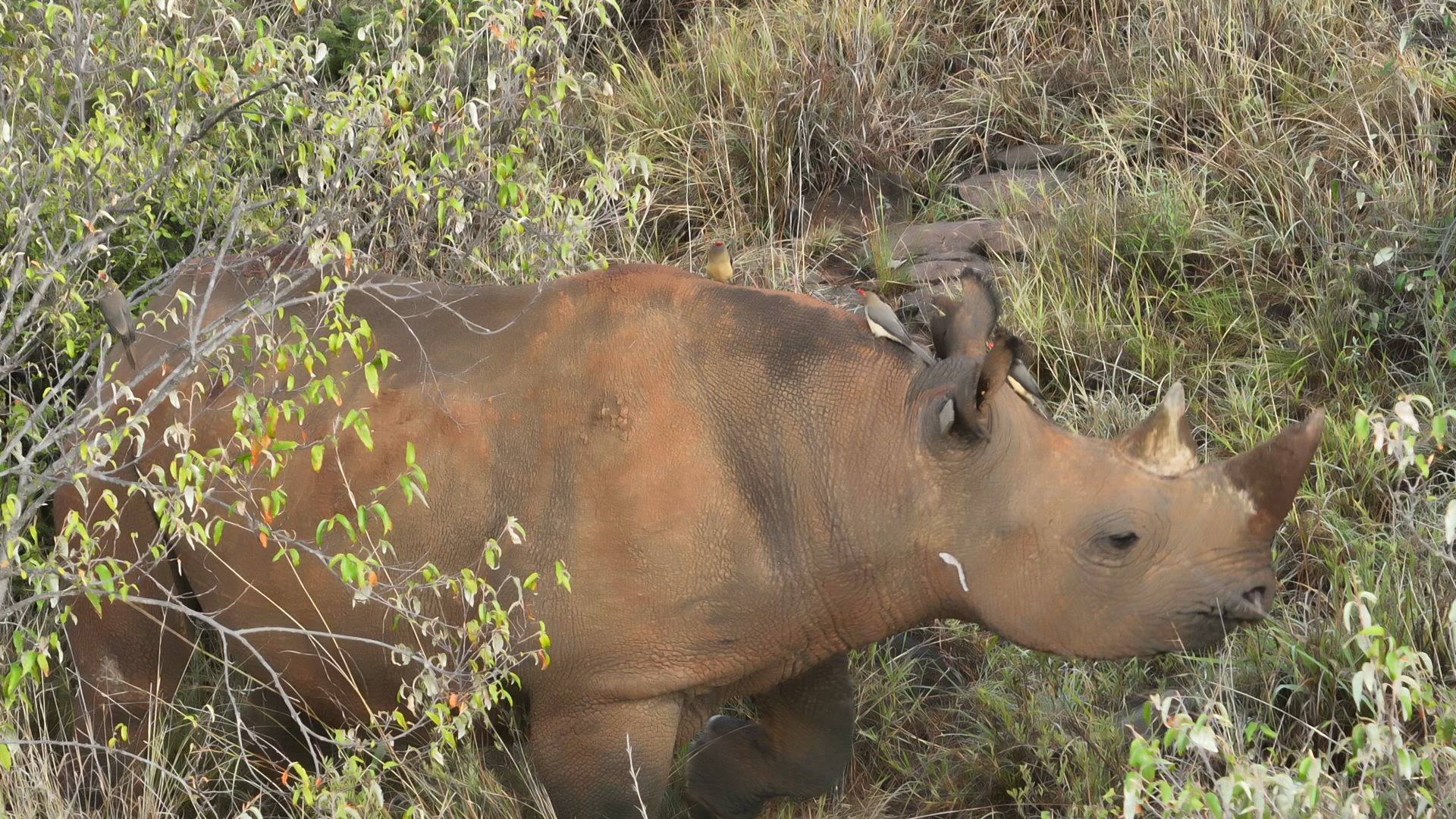 Meet Zulu, a seven-year-old eastern black rhino who came to Loisaba from Lewa early last year — one of 21 rhinos successfully translocated as part of Kenya’s national effort to expand safe habitats for this critically endangered species.
Zulu is being monitored here by our team using a drone — one of the many tools that help us keep track of rhino movements and health while minimising disturbance. Aerial footage allows rangers to cover large areas efficiently, especially in thick bush where rhinos can be hard to spot from the ground.
Eastern black rhinos are browsers, feeding mainly on shrubs, trees, and woody plants rather than grass — which is why you’ll often find Zulu tucked into dense thickets, perfectly adapted for his preferred diet.
Together with the Kenya Wildlife Service and San Diego Zoo Wildlife Alliance, we’re using technology, data, research and collaboration to safeguard each individual rhino and ensure the long-term recovery of this iconic species.
#LandConnectedLifeProtected #LoisabaConservancy #EasternBlackRhino #RhinoConservation #SDZWA #KWS #DroneMonitoring #ConservationTech #Laikipia #WildlifeConservation