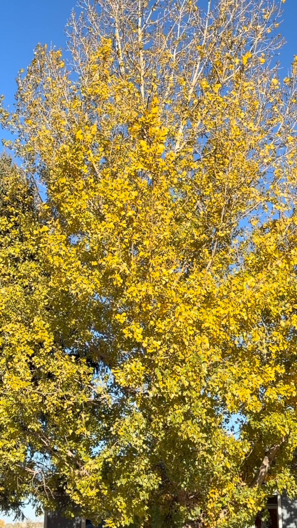 More Fall 🍁🍂 #amsr #fall #yaywind #horses #longmontcolorado