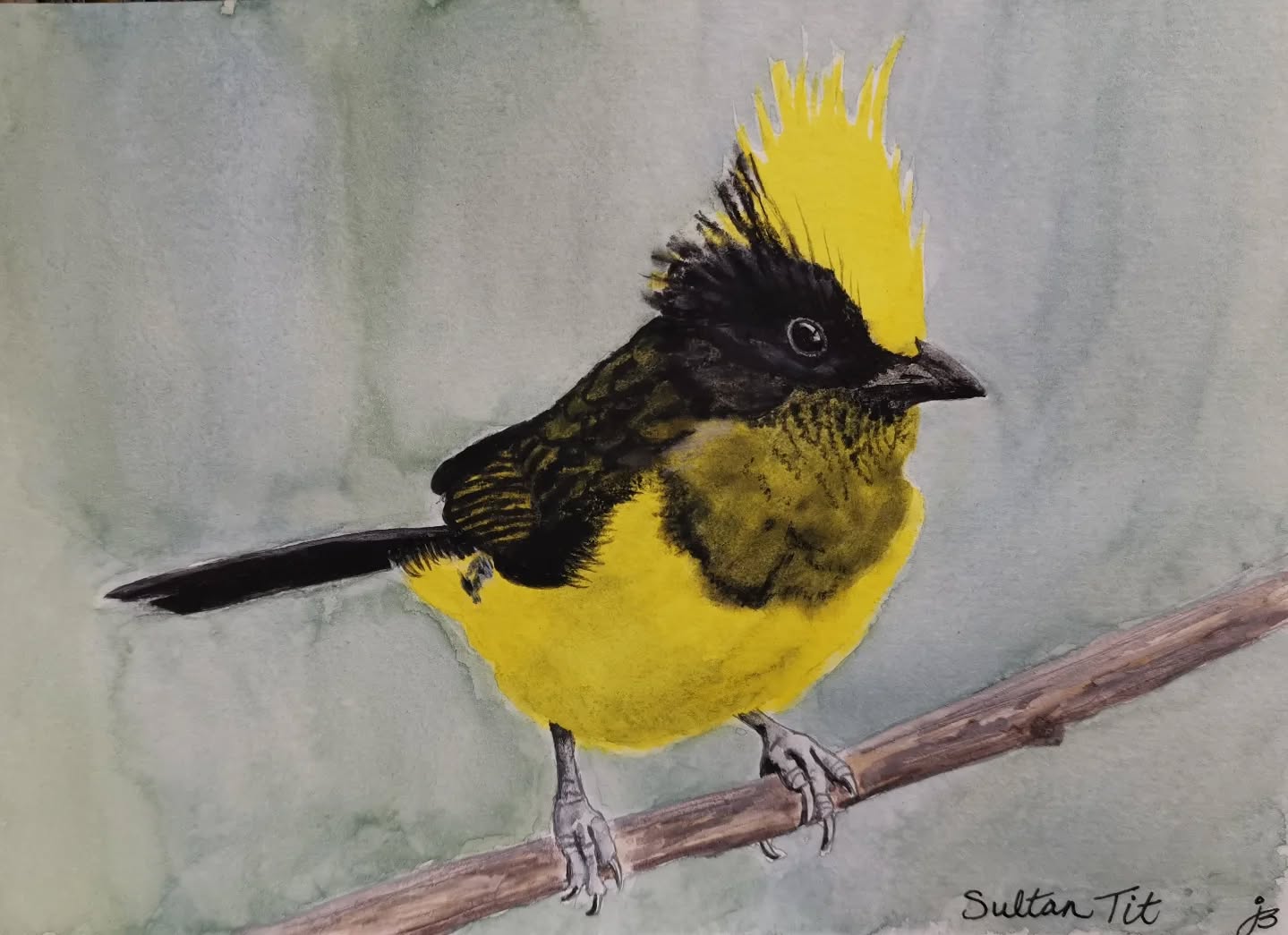 The Sultan Tit from southeast Asia
Day 28 #Birdtober2025 #birdtober
This year I'm using watercolor, neocolors II, pastel and pencil crayons, charcoal, and gelly roll pens. Whatever floats my 🐦
I'm working on Clairefontaine watercolor paper 5.8x8.3" (A5) cold press paper.
@aholmesartstudio #ilovebirds #bird #birdartist #birdart #birddrawing #birdpainting #birdillustration #birdnerd #birbs #painting #drawing #illustration #birdchallenge #watercolorart #watercolorpainting #pencilsketch #fabercastell #clairefontainepaper