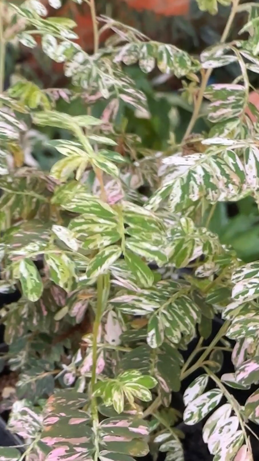 When you’re literally shaking like a leaf 🍃
Unicorn plants and wholesale potted plants are now available in our shop with prices listed at our website www.rareplantstissueculture.com/wholesale-potted-plants
#phyllanthusurinariapink #phyllanthusurinariapinkvariegated #sensitiveplant #pinkmimosa #pinkplants #motherplant #goodgenes #rareplantstissueculture #wholesale