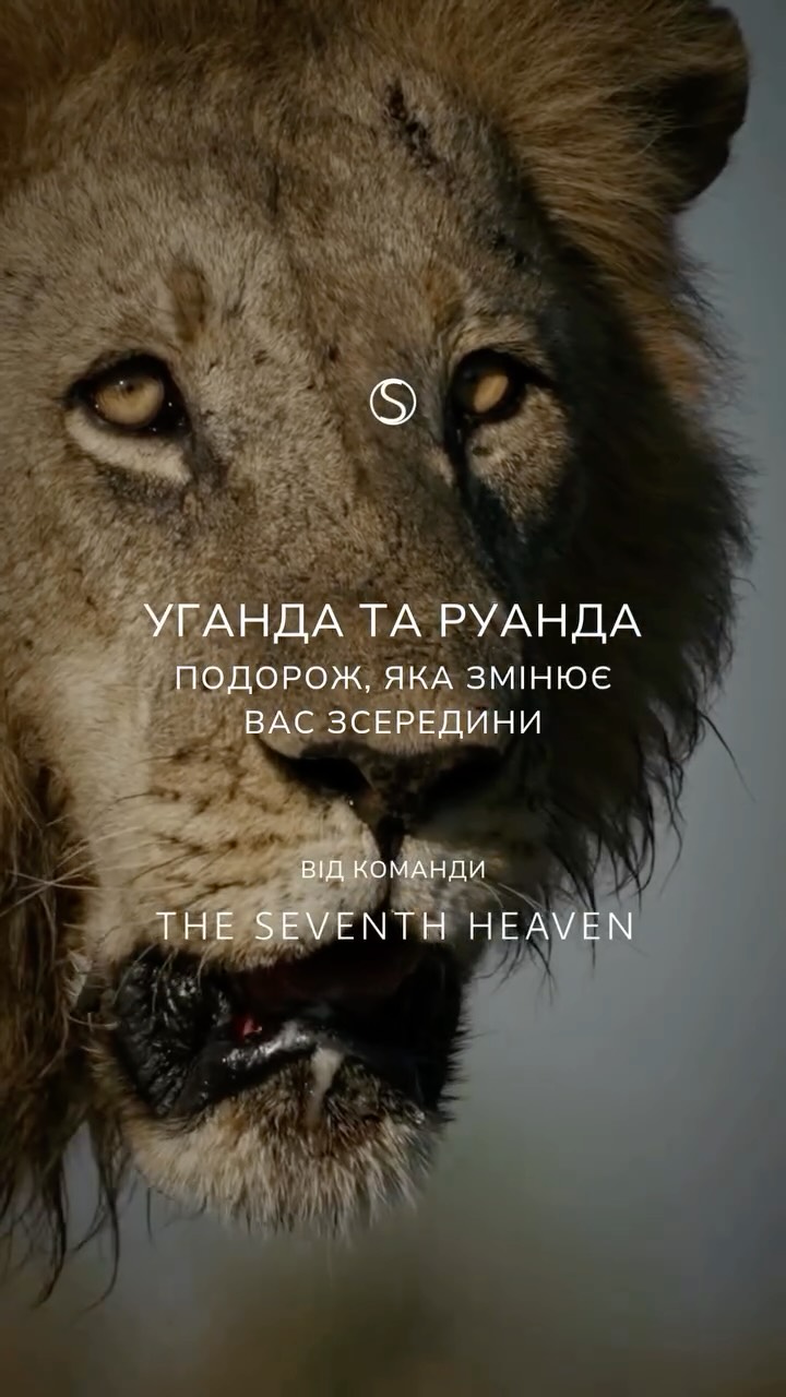 Уганда та Руанда — країни, де кожен крок занурює вас у живу легенду природи.
У гості до гірських горил Уганди.
Уганда — «Перлина Африки», країна тропічних лісів і туманних гір.
Саме тут, у горах Вірунга, відбувається головна зустріч подорожі — з гірськими горилами у їхньому природному середовищі. Без кліток, без бар’єрів — лише ви, ліс і подих дикої природи.
У Національному парку Королеви Єлизавети наші гіди знають, де шукати левів, що відпочивають на деревах, і коли краще вийти на boat-safari по каналу Казінга, щоб побачити бегемотів і слонів у воді під м’яким світлом заходу сонця.
Зовсім інша Руанда: чайні плантації, вулкани й спокій
Після гір — перемикаємось на спокійні ритми Руанди.
У Національному парку Вулканів туман огортає стародавні кратери, а на стежках можна зустріти золотих мавп і почути, як лунають пісні з далеких сіл.
Увечері — африканська вечеря “бома” біля вогню: аромати місцевої кухні, барабани, танці та історії, які передаються з покоління в покоління. Ви відвідаєте майстерні, де жінки плетуть кошики з бананового листя, скуштуєте свіжообсмажену каву й дізнаєтеся, як вирощують чай на гірських схилах.
Проживання ми підбираємо так, щоб кожне місце було частиною досвіду — еколоджі серед лісу, видові куполи на пагорбах, вечори біля каміна з історіями рейнджерів.
Наші програми індивідуальні, але обов’язково включають:
• Повний супровід і турботу про деталі — від логістики до дозволів і гідів
• Персональні маршрути під ваш ритм і рівень підготовки
• Занурення в культуру: майстер-класи, традиції, танці
• Сафарі, трекінг, boat-safari, спостереження за птахами та інші активності за бажанням
Ця подорож — для тих, хто хоче побачити справжню Африку, відчути її серце й знайти новий сенс у тиші дикої природи.
Якщо вас цікавить подорож — пишіть у дірект або телефонуйте:
+380 66 647 17 77
+380 66 306 19 88
Фото та відео: @wild_uganda @oorwanda @singita_ @wearewilderness @wild_uganda @nick_smith_wildlife_photos @volcanoes_safaris