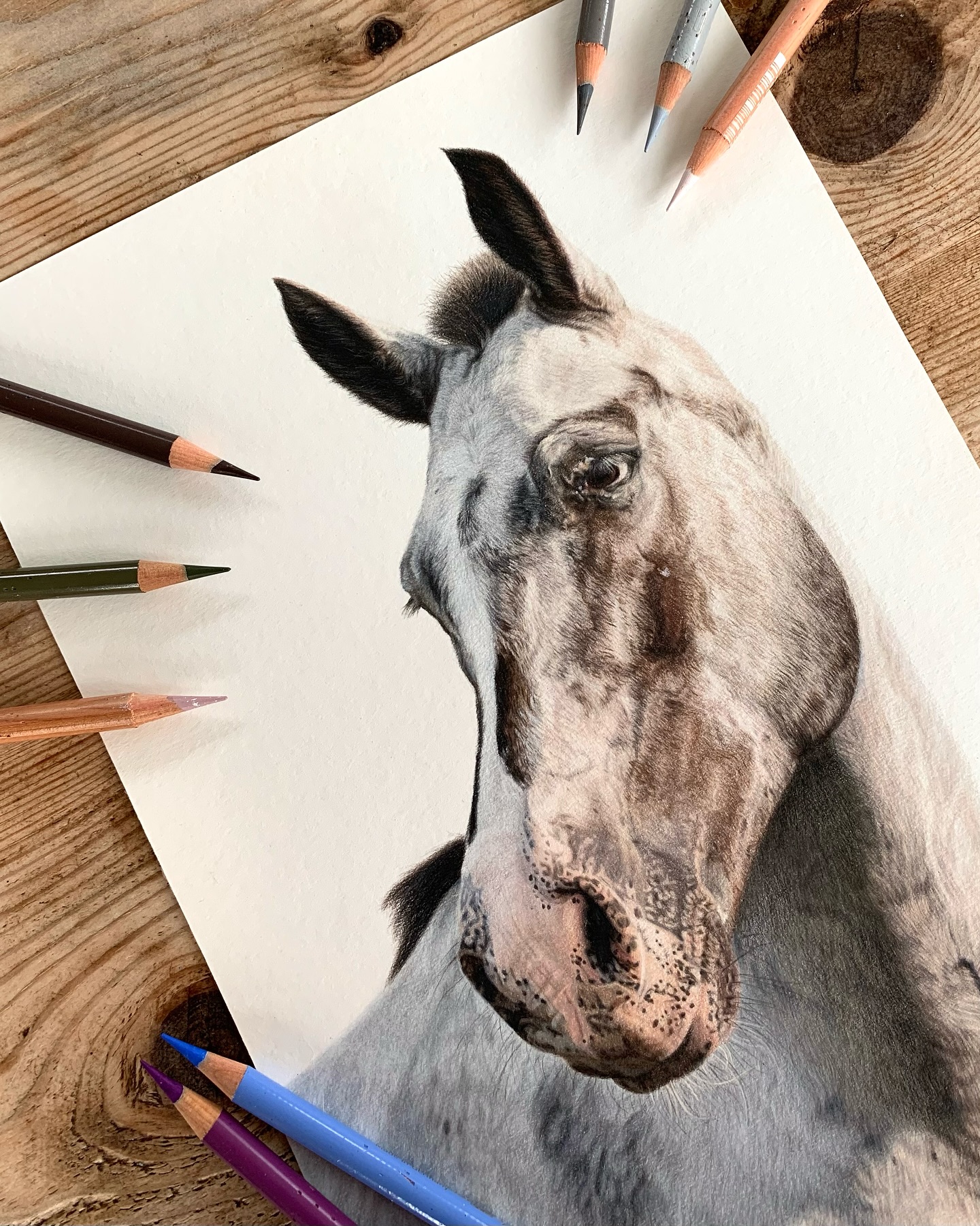 Pintado 💗 He’s such a striking horse, with a real personality about him, don’t you think?
Still obsessed with the gorgeous lighting I got to play with. A mix of pinks and blues, and there’s even some green hiding in there. I think it really makes him pop!
#horses #equineartist #equestrianlife