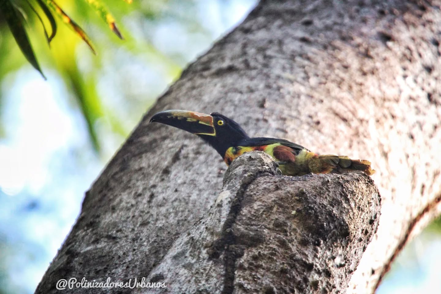 Hoy me dí una vuelta por el parque del café a fotografíar aves y me encontré con una diversidad de aves preciosa.
Pero también me encontré con que la situación del parque es crítica, debido a la tala ilegal troncos han caido en el río que pasa por el parque formado un tapón y esto hace que el rio se desborde y todo el parque se inunde llevando basura, troncos y mucho lodo a las instalaciones lo que pone en riesgo a sus visitantes.
Los puentes que unen los espacios en el parque se encuentran destrozados ya que toda la madera se pudrió y no ha sido reemplazada, las galeras de bambú tambien sufren un estado similar de abandono ya que muchas colapsaron.
Este parque es un espacio comunitario
Es un espacio de educación ambiental
Y sobre todo es refugio de muchisima fauna
El comité comunitario hace lo mejor que puede pero no tiene los recursos y herramientas necesarias para arreglar está problemática
El parque del café nos necesita 🦜
Lejos de ser un lugar abandonado se trata de los pocos refugios existentes para la biodiversidad en Tapachula
#avesurbanas #pajareando #tapachulachiapas