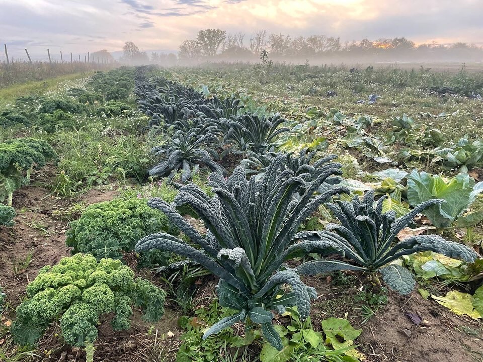 So schön zeigt sich der Herbst auf unserem Feld #solidarischelandwirtschaft #gemüsekiste #eatlocal #solawi #farmtotable #farmlife #frohlawi #biogemüsekiste #Reinickendorf #hohenneuendorf #stolpe #hermsdorf #frohnau #frischvomfeld
#FrischeErnte #herbstgefühle