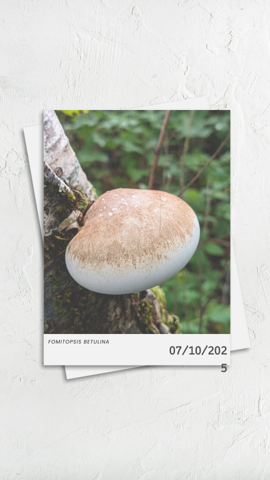 I've been waiting for this moment....
It was inevitable that I would cut myself whilst trimming mushies. It comes with the territory, as they say. And this time it happened at the right moment- when I had harvested some forest plasters!!😎👩⚕️
Birch polypore is a bracket fungus growing on dead or dying birch generally in the autumn. It is regarded as a medicinal mushroom, although it is edible but not that tasty without some help.
It is said to be antiviral, antiseptic, antifungal, antibiotic, anti-inflammatory, antitumour and styptic. What a fungus among us. It certainly did the trick for my finger which healed rather nicely 😀🤌
This is also called the swizz army knife of fungi - due to its many other uses. Get yourself on a walk with me or my fellow @association_of_foragers members for more information 👍🙌
Fomitopsis betulina / Birch Polypore
My beautiful knife was made by the wonderful @gorse_forge. I wanted to buy a new mushroom knife alongside a kitchen blade and this is it 🥰